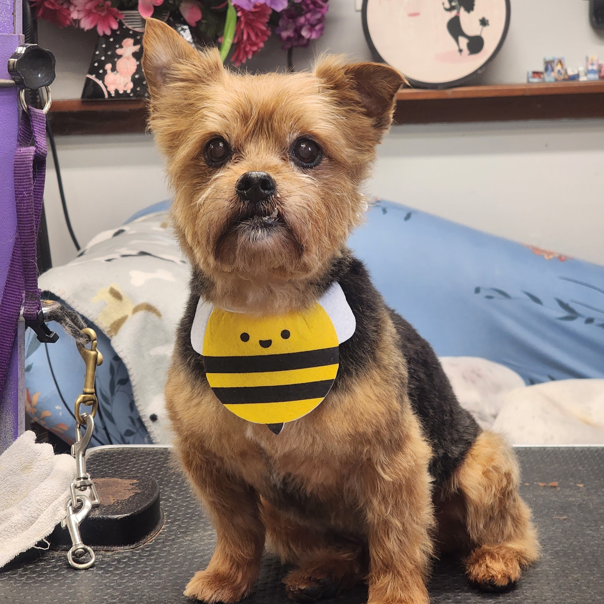 Laurels Pet Grooming Lacey