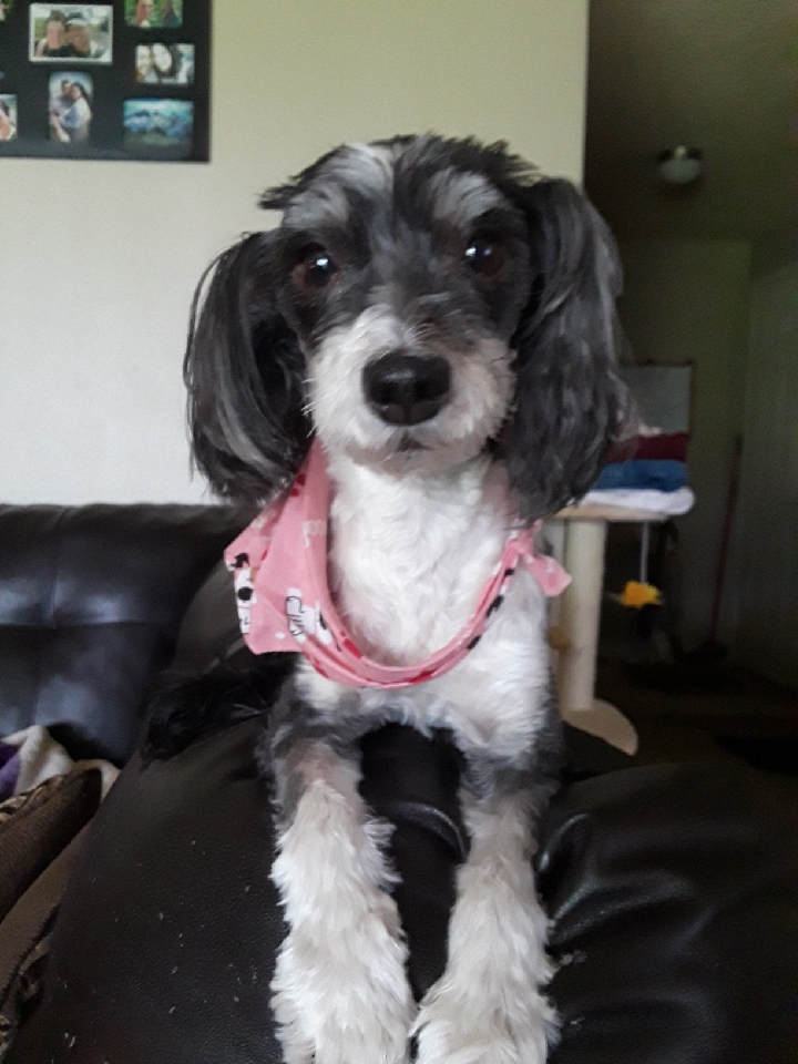 Laurels Pet Grooming Lacey