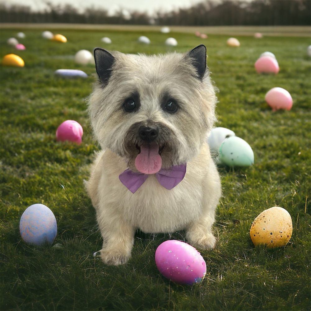 Canine Chateau Lacey