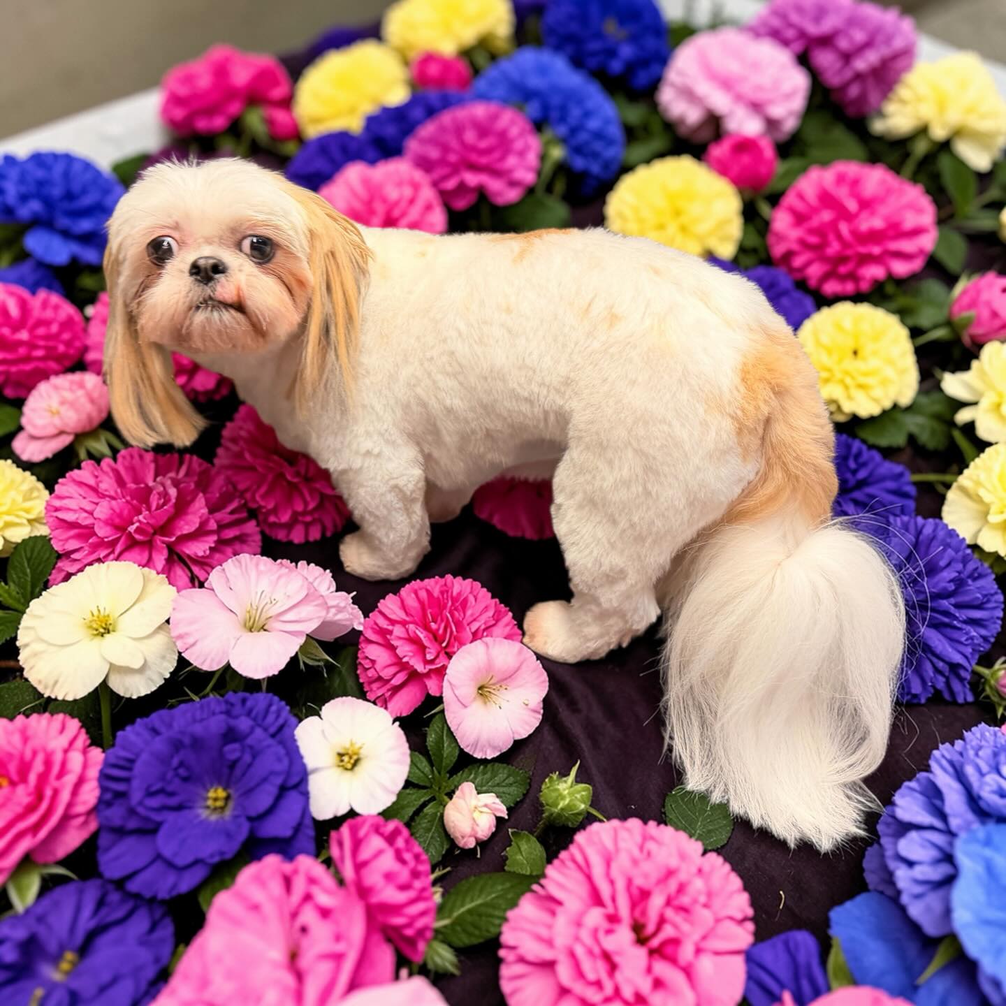 South Sound Pet Styling & Boutique Lacey