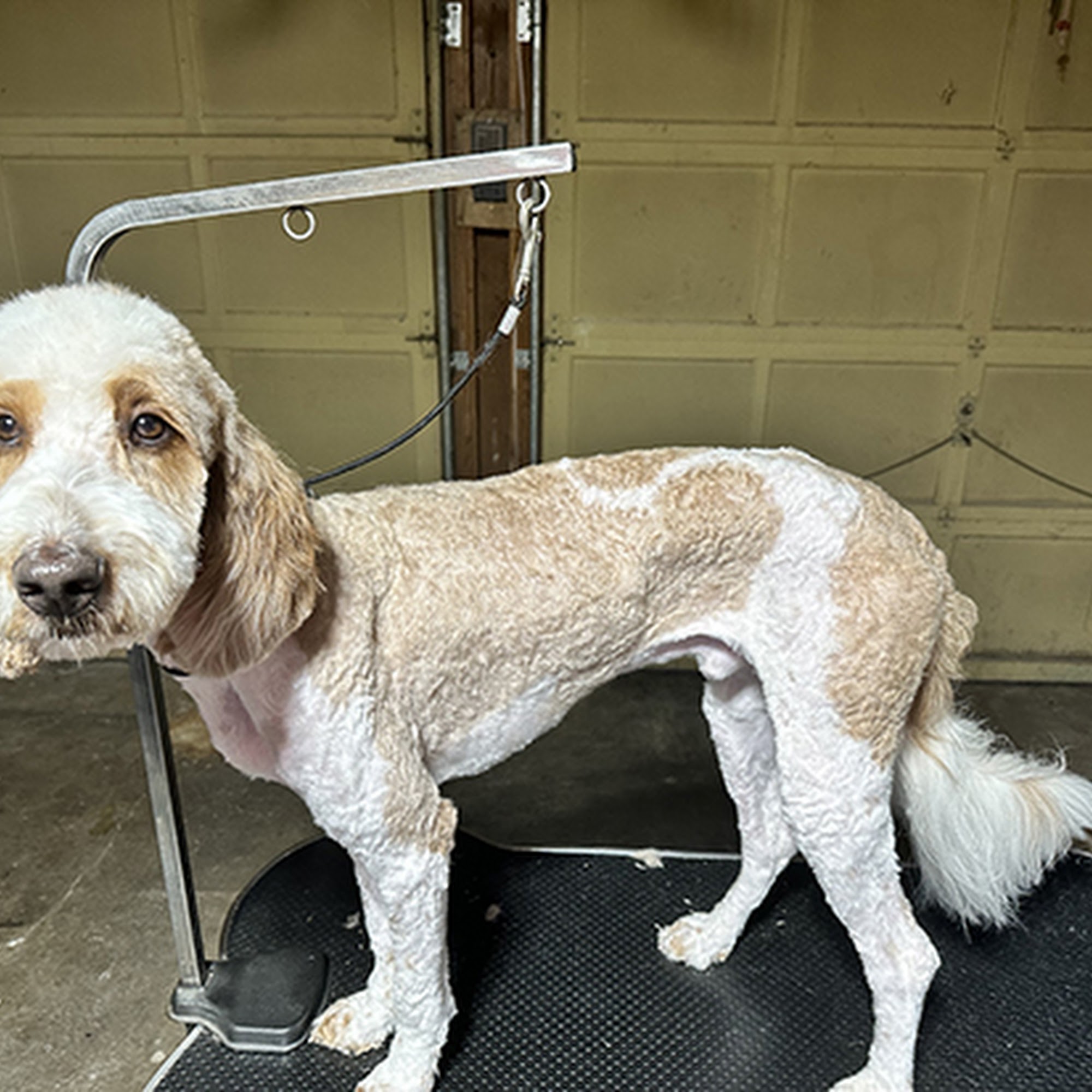 South Sound Pet Styling & Boutique Lacey