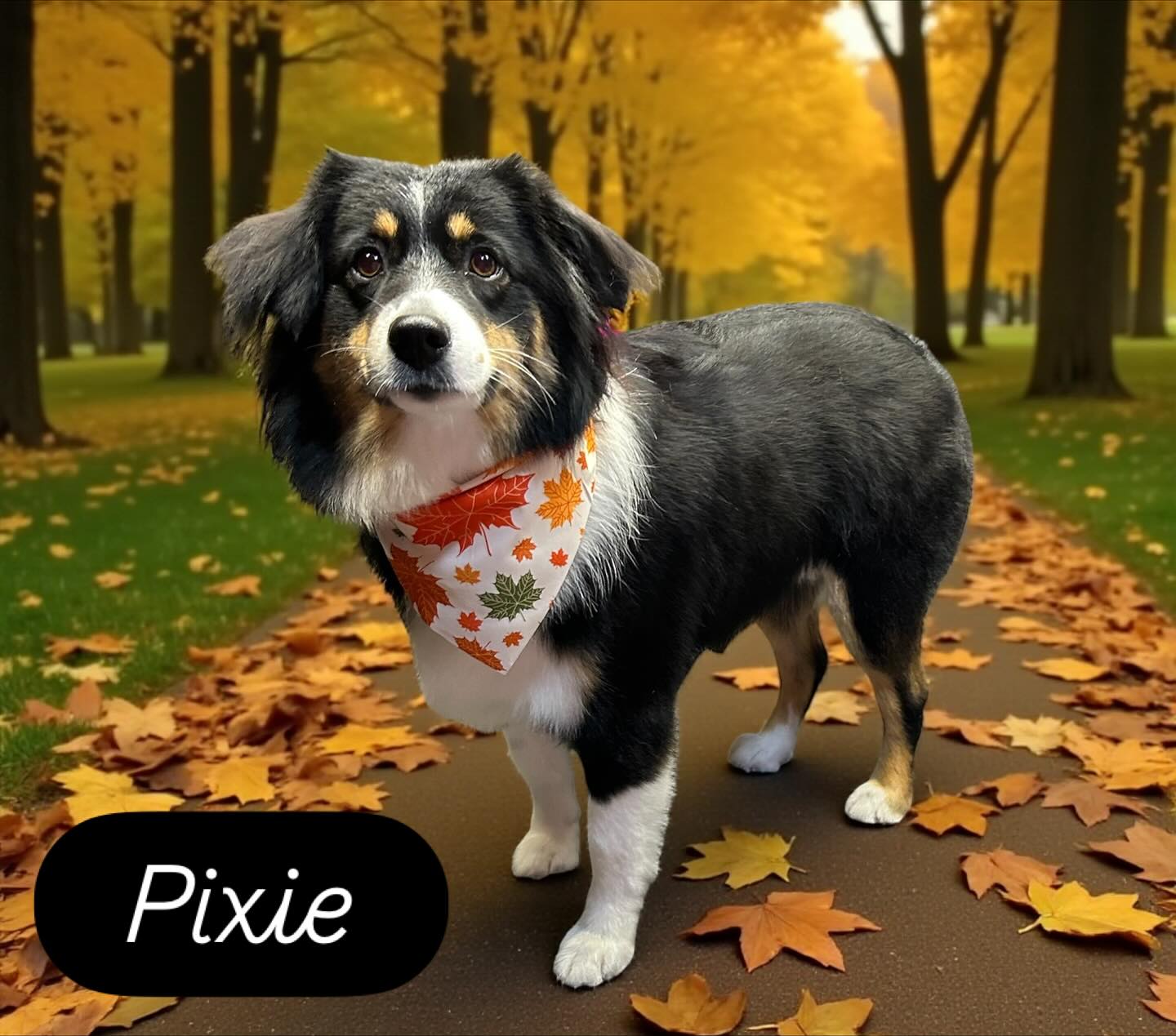 South Sound Pet Styling & Boutique Lacey