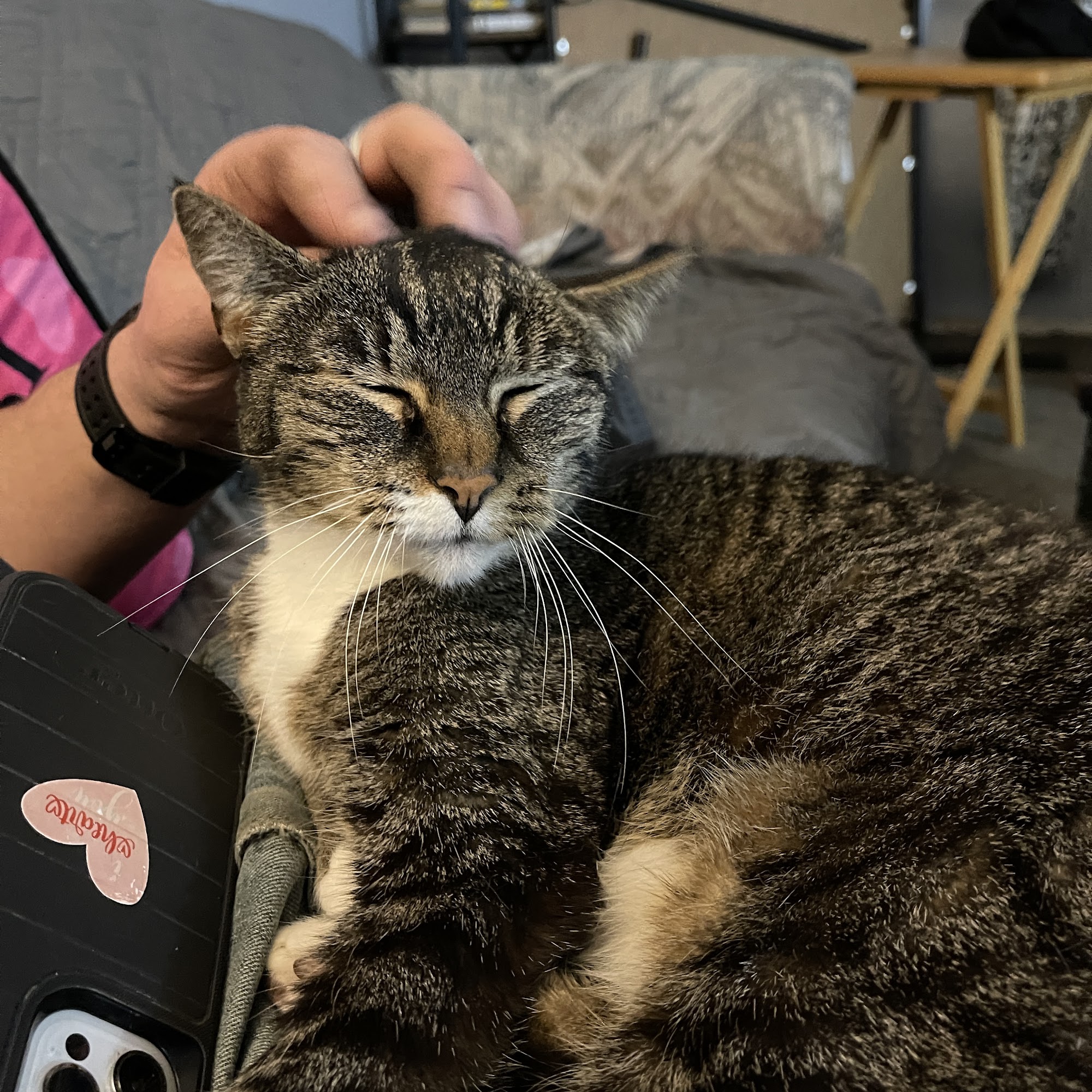 Lake Stevens Animal Hospital Lake Stevens