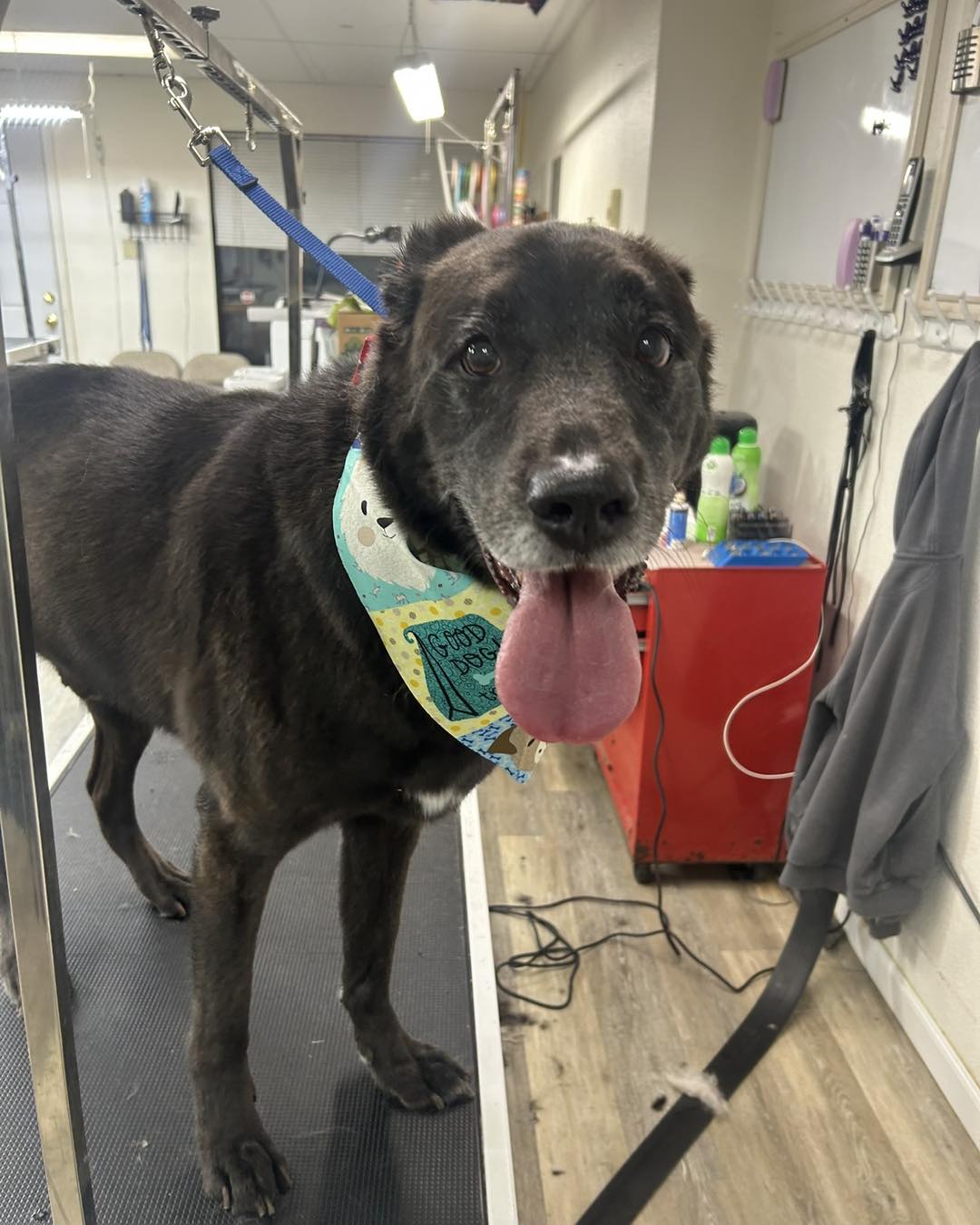 Dog Day Afternoon Lake Stevens