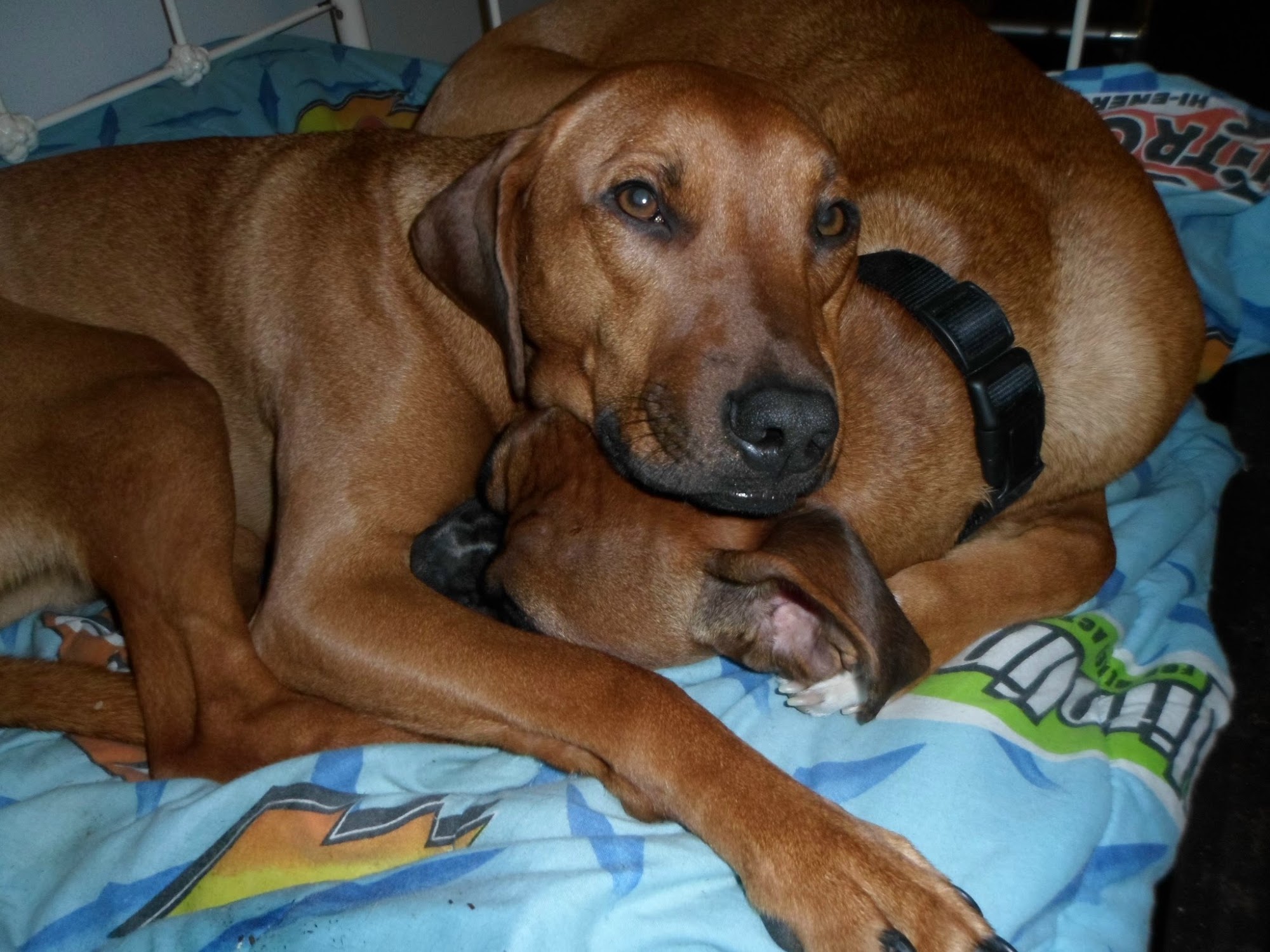 The Canine Resource Center Lake Stevens