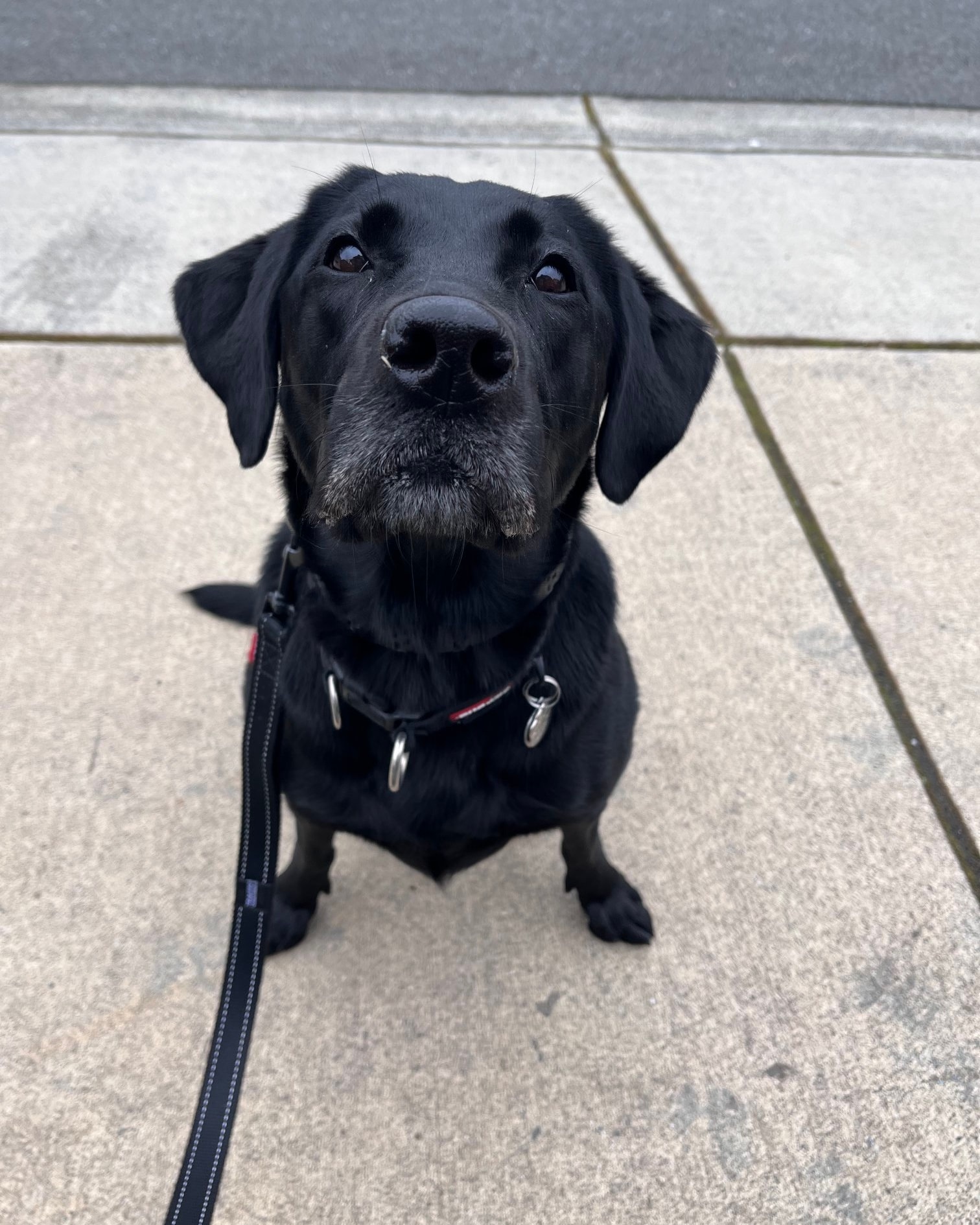 Lake Stevens K9 Academy Lake Stevens