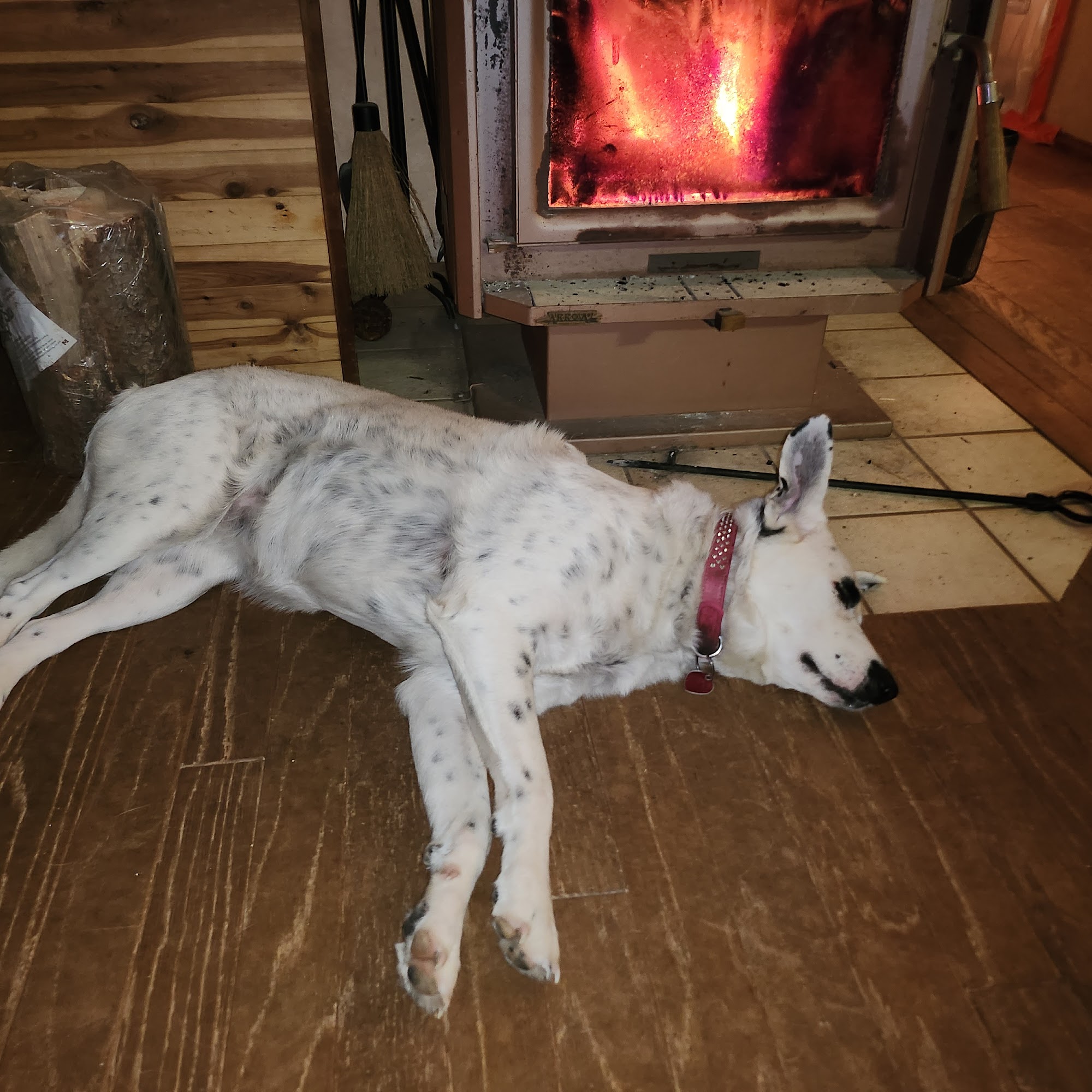 Lakeland Veterinary Hospital - Kurt Riemer, DVM Lake Tapps