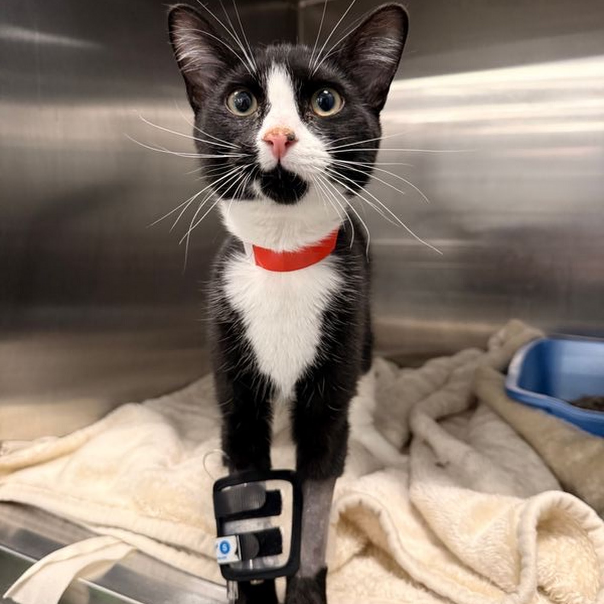 BluePearl Pet Hospital Lakewood