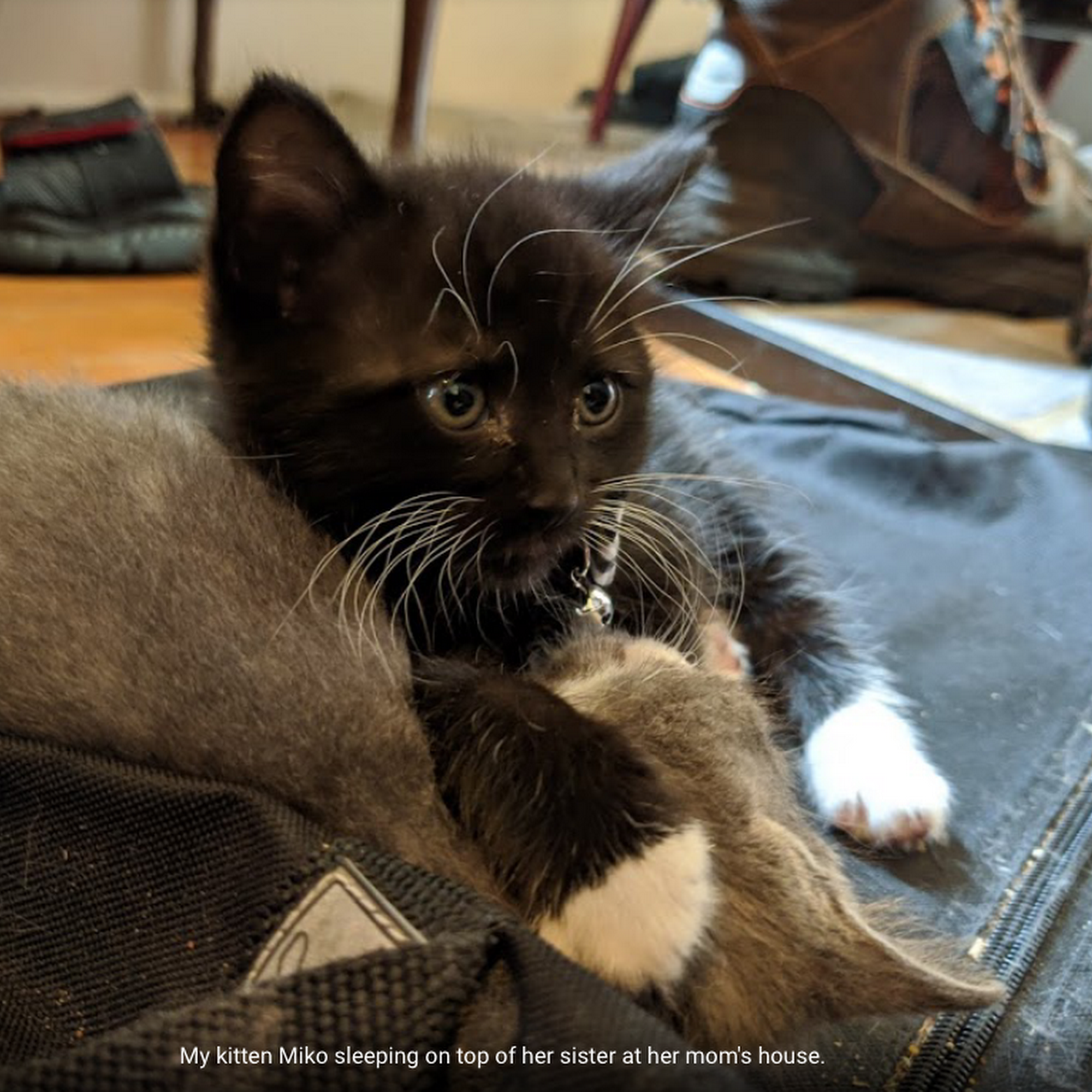 Custer Road Veterinary Clinic Lakewood