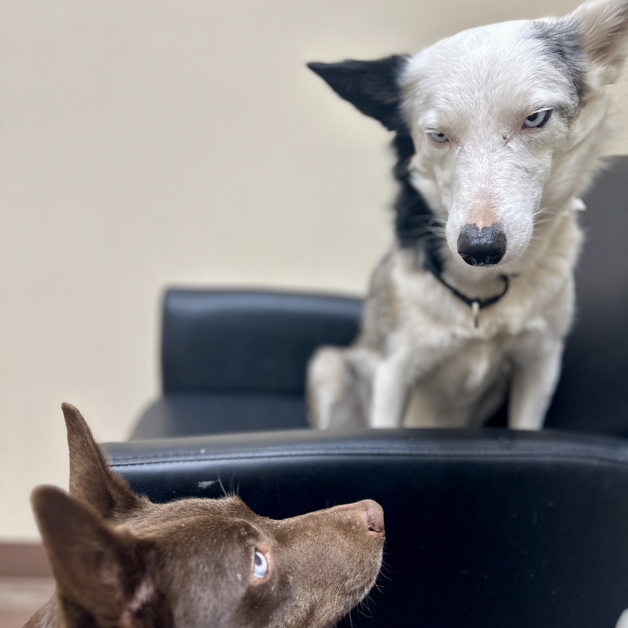 Lower Columbia Veterinary Clinic Longview