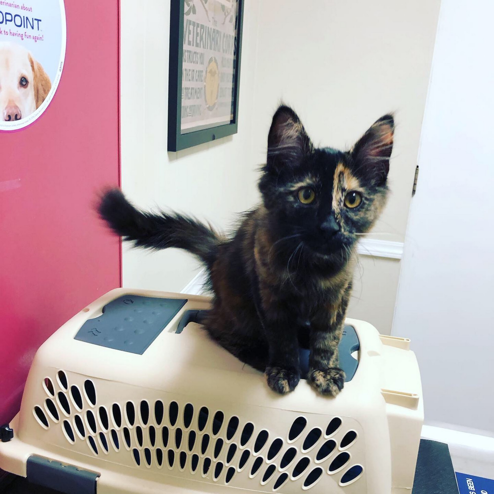 Cowlitz Animal Clinic Longview