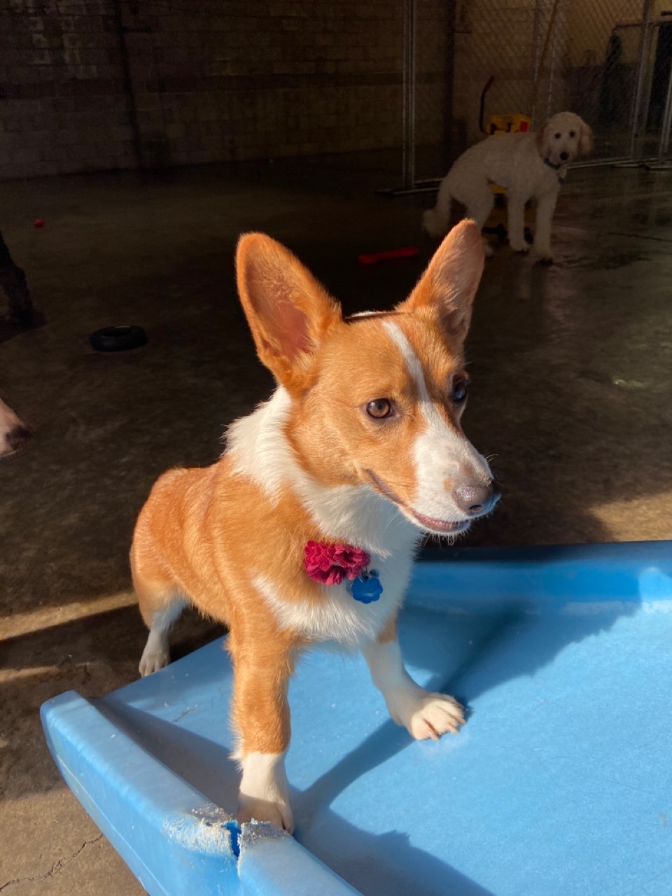 Rruff House Longview