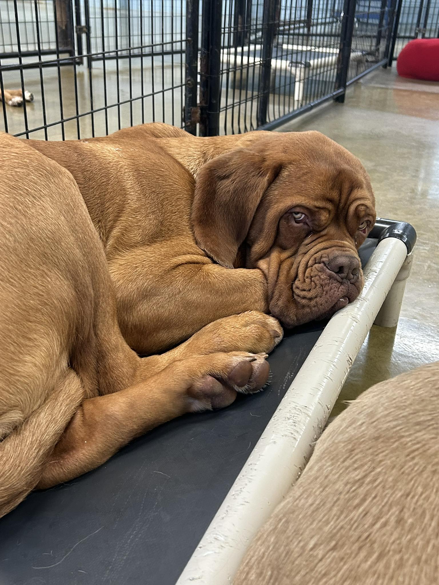 Healthy Hound Longview