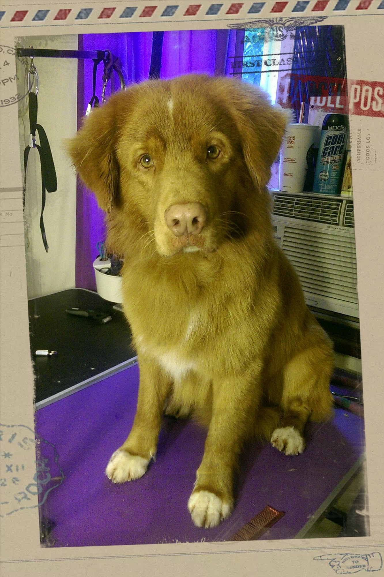 CJ's Grooming Salon Longview