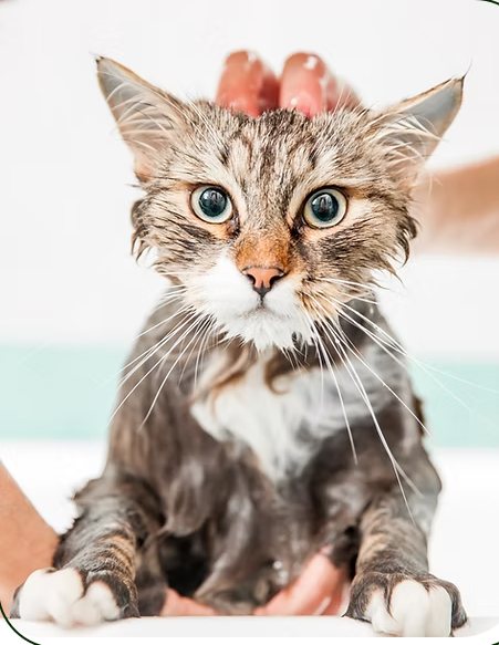 CJ's Grooming Salon Longview