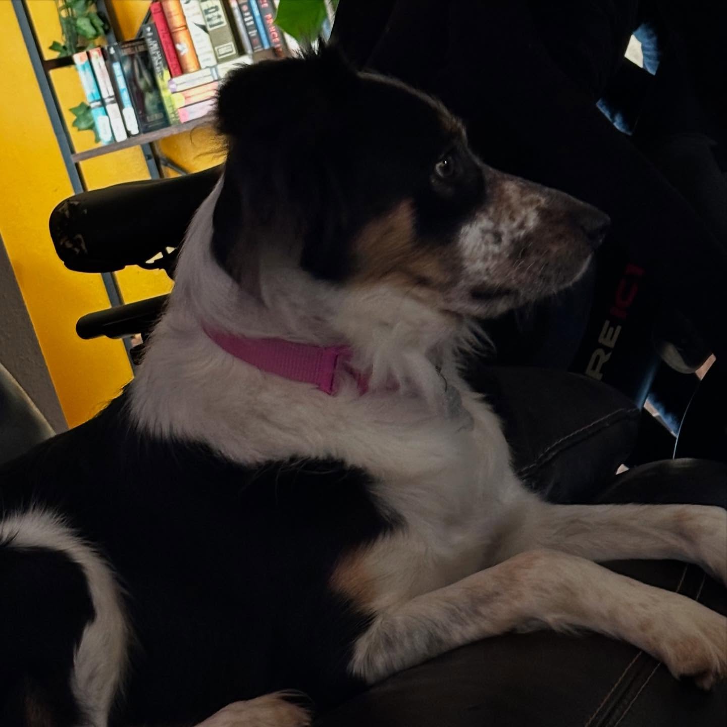 Pucci Pups LLC Longview