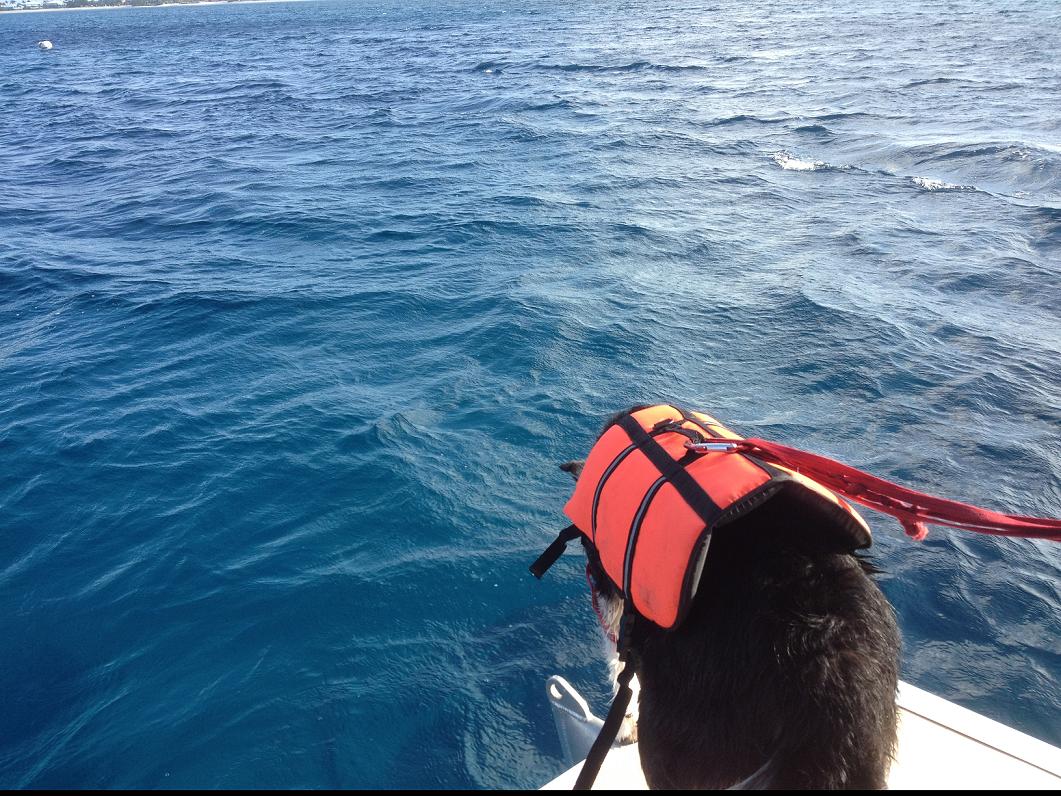 International K9 Search and Rescue Services Longview