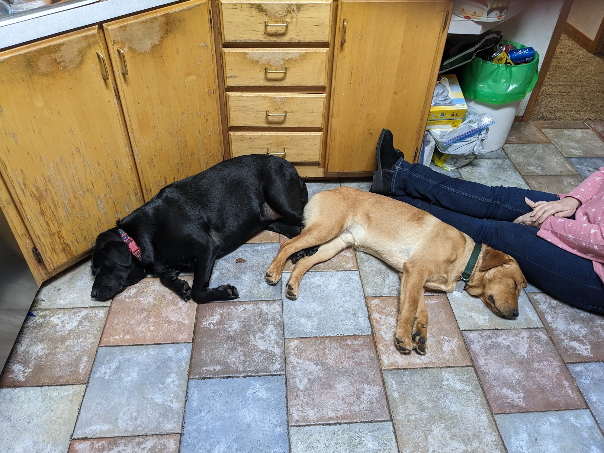 Humane Society of Cowlitz County Longview