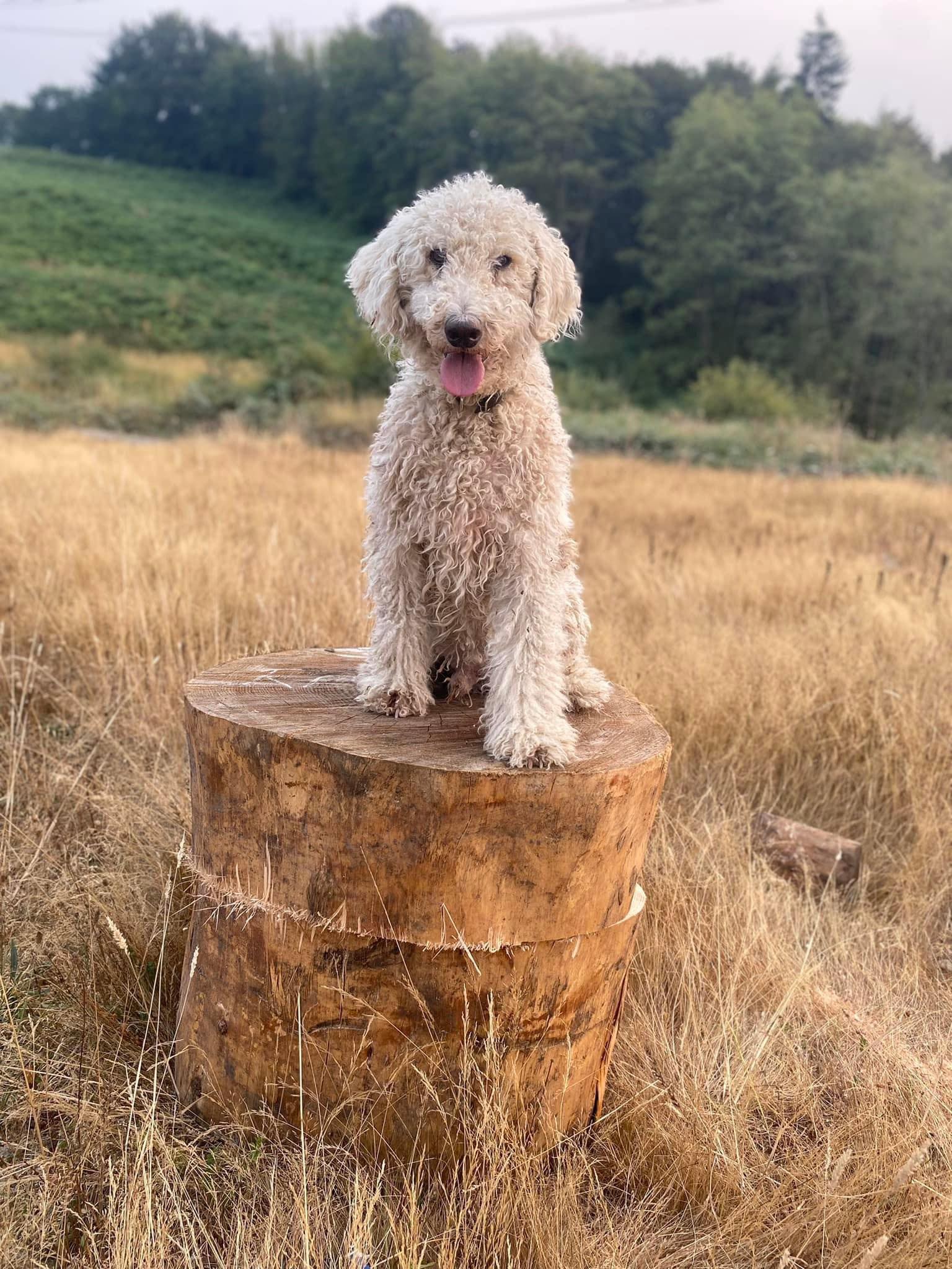 Rough Cut Ranch Doodles Longview