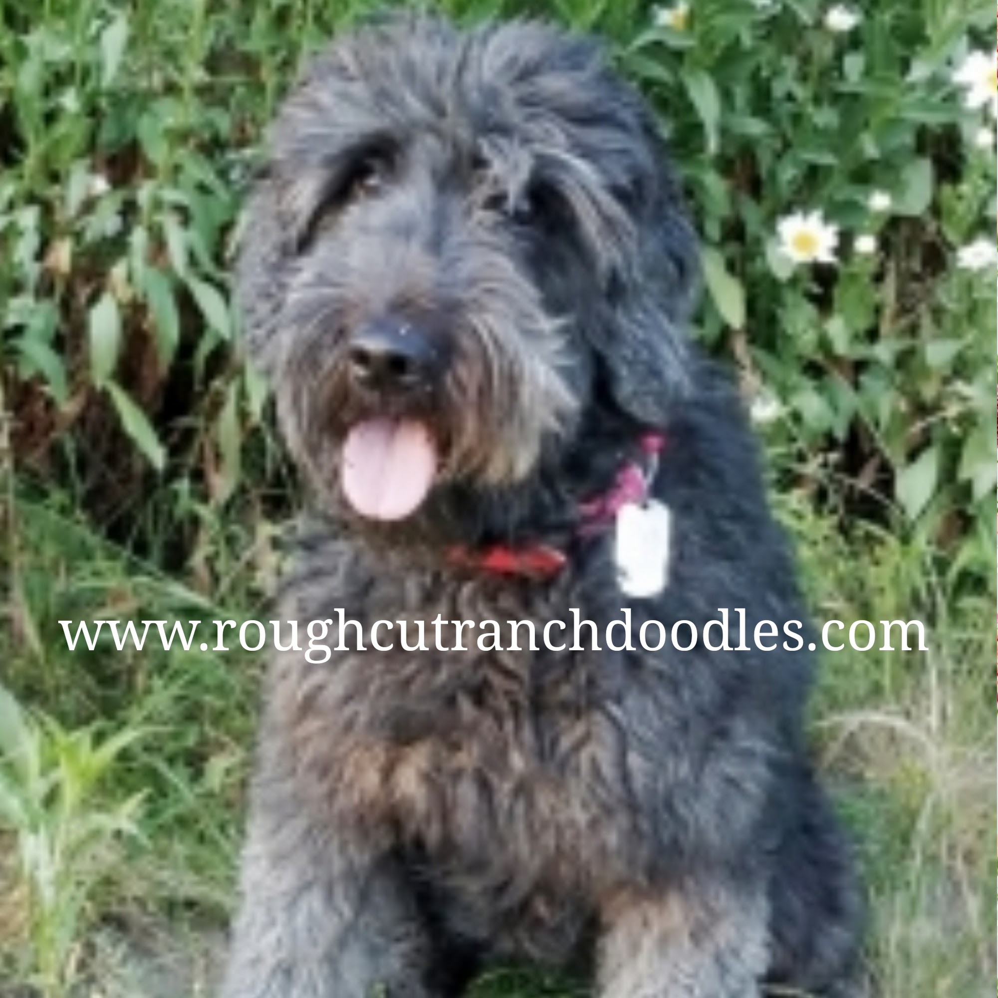 Rough Cut Ranch Doodles Longview