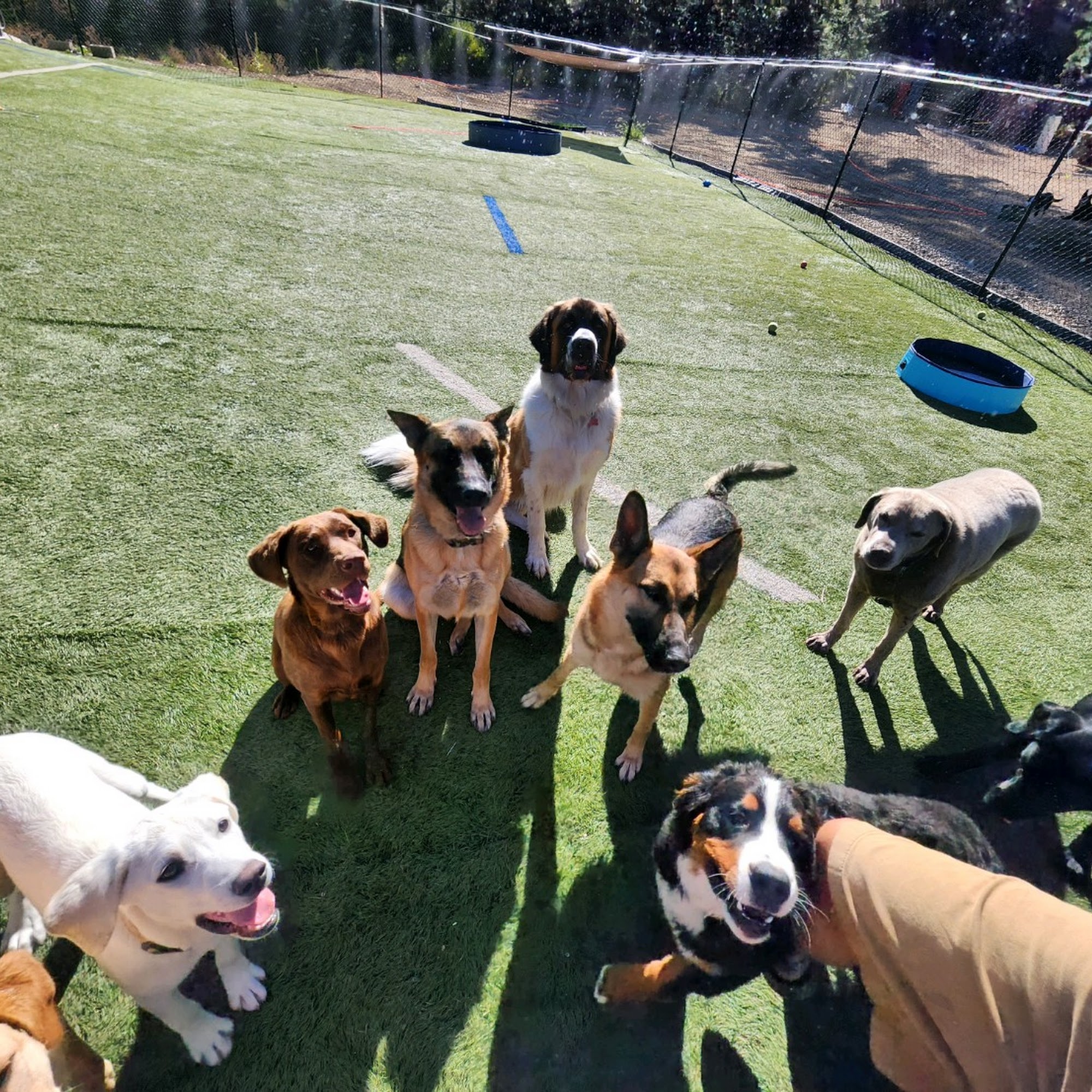 Hot Diggity Dog Boarding Loon Lake