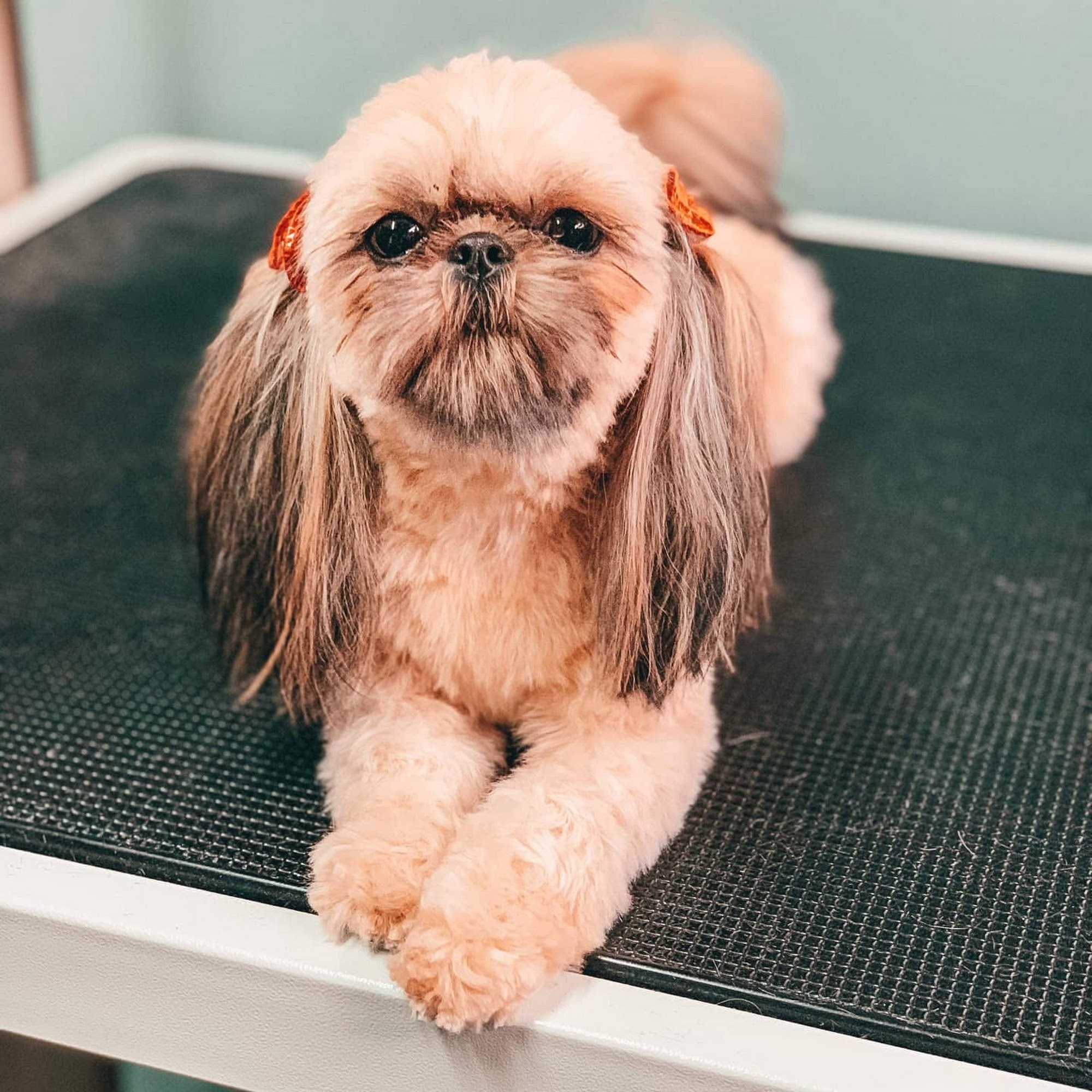 Happy Pooch Styling & Spa Lynden