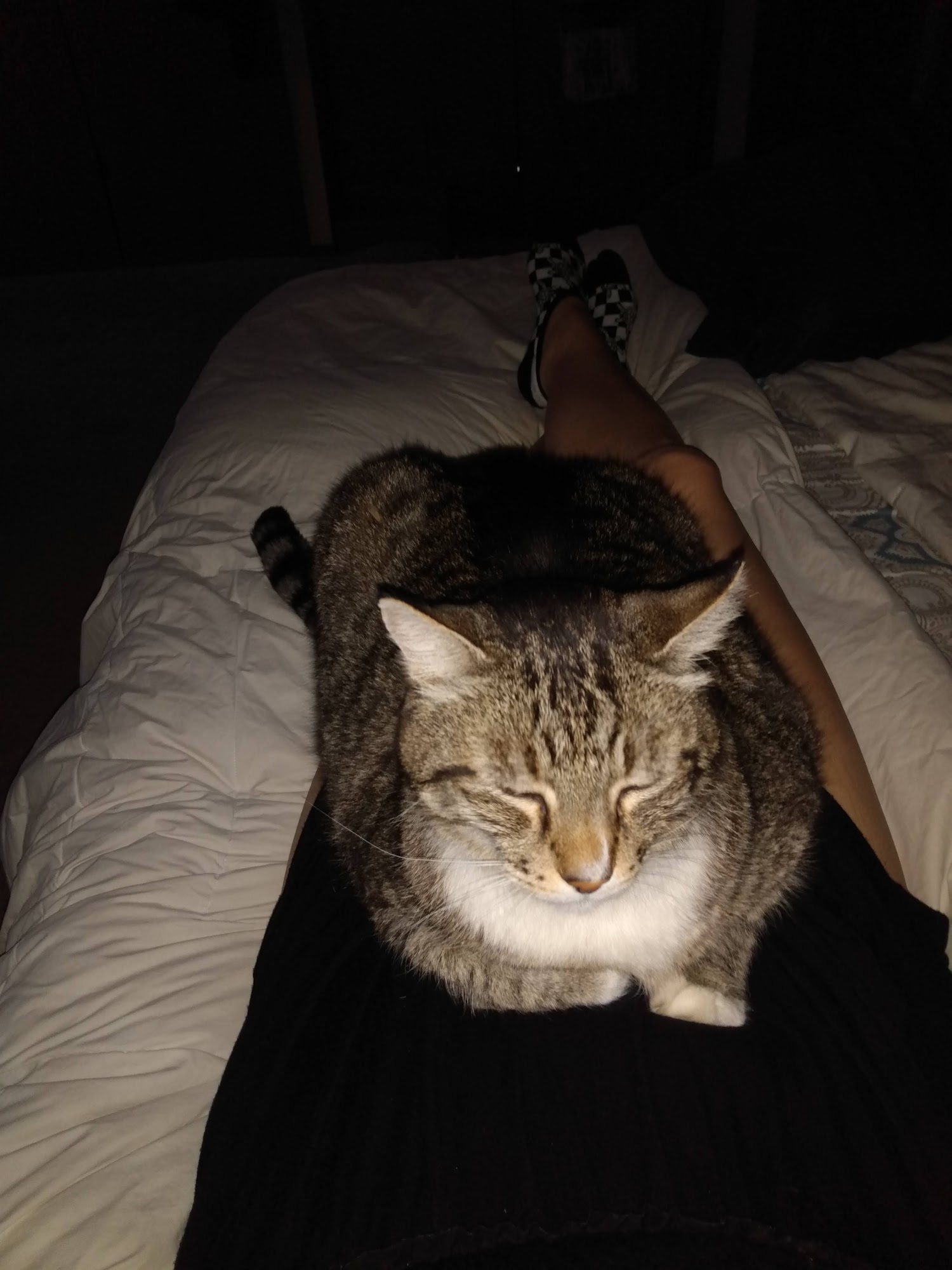 Kulshan Veterinary Hospital Lynden