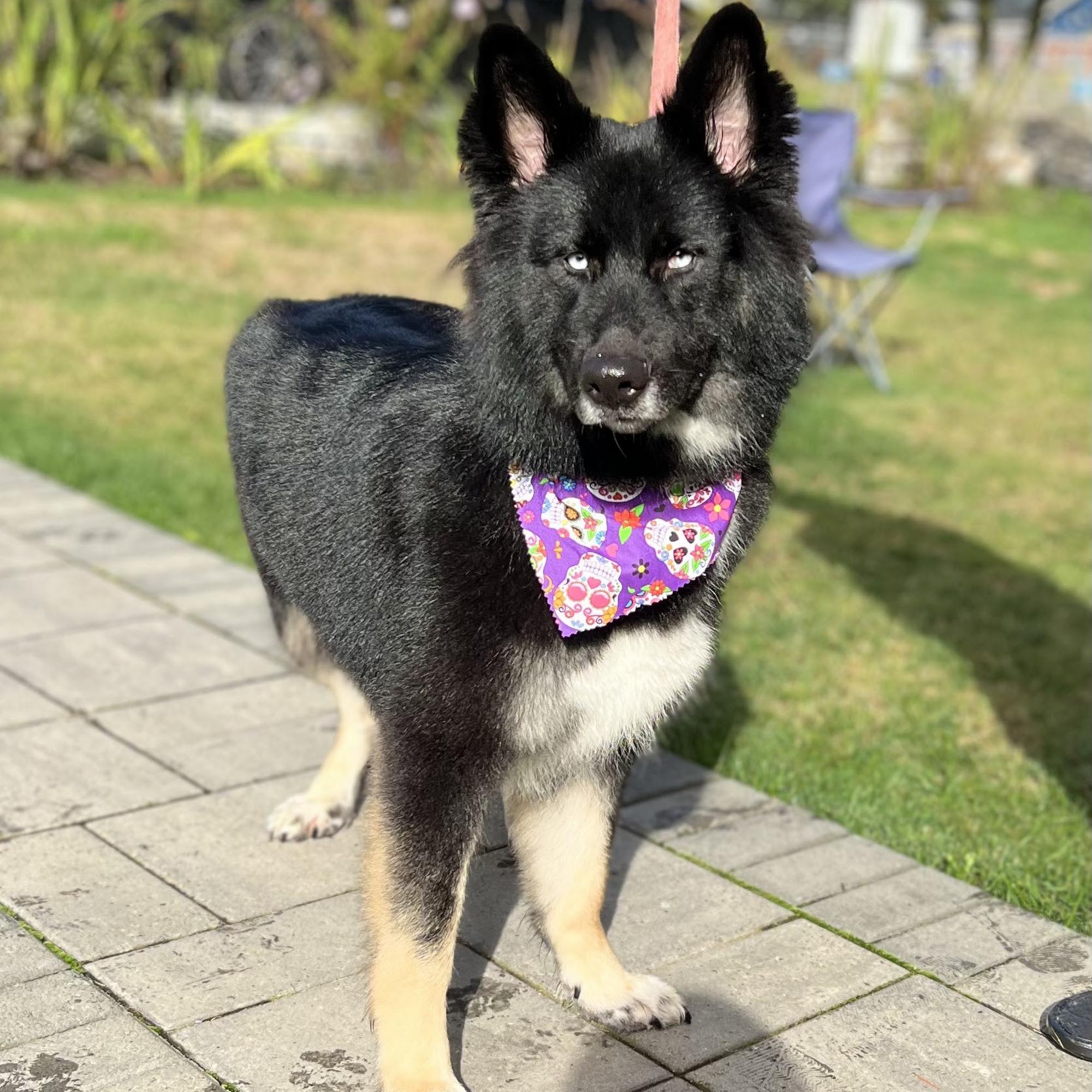 Desilu's Pet Boutique LLC Lynnwood