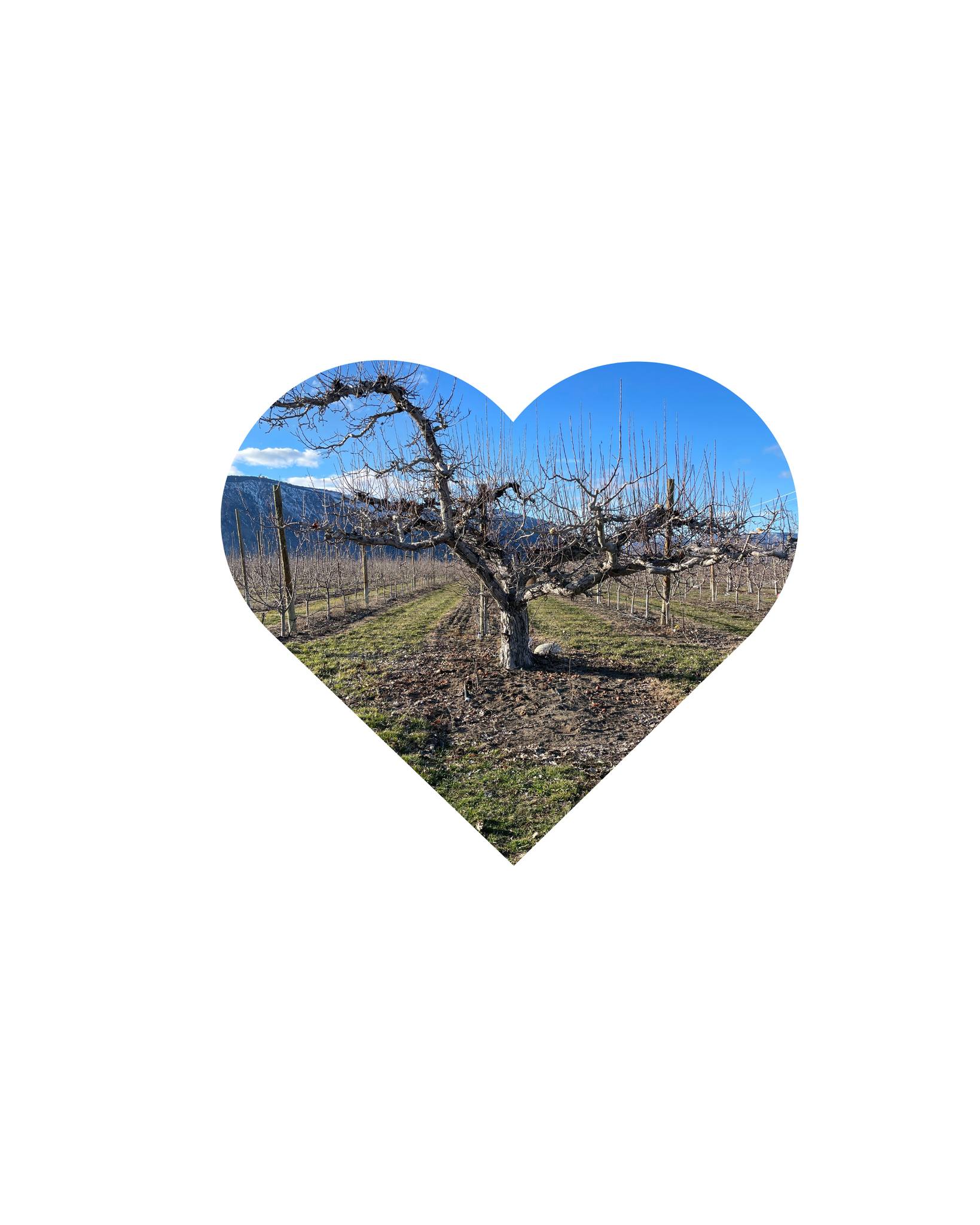 Rootwood Cider Taproom - at the Orchard Manson