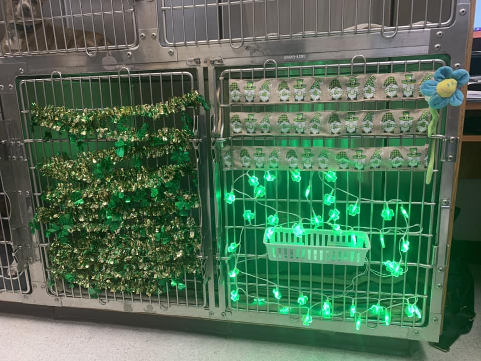 Four Corners Veterinary Clinic Maple Valley