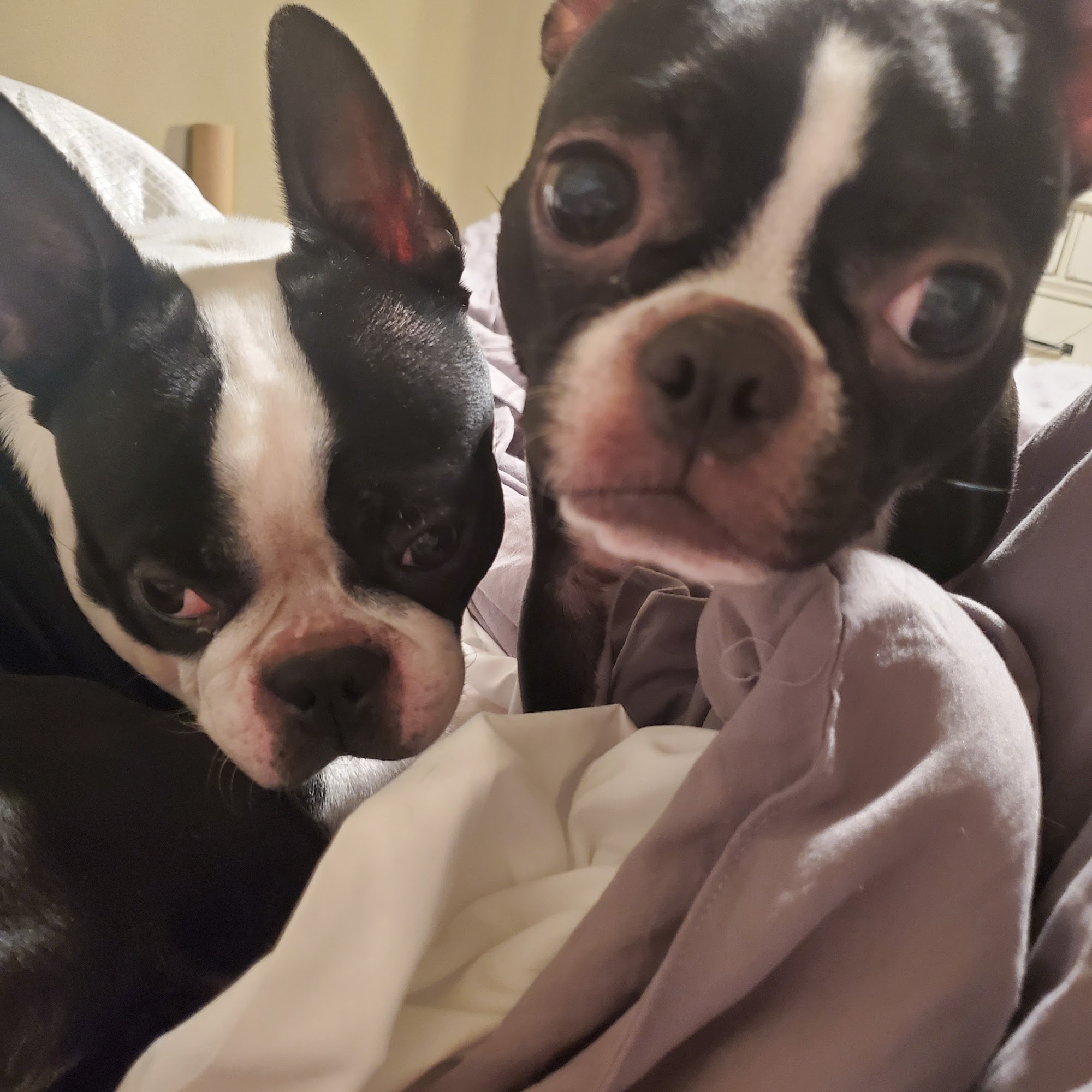 Marysville Veterinary Hospital Marysville