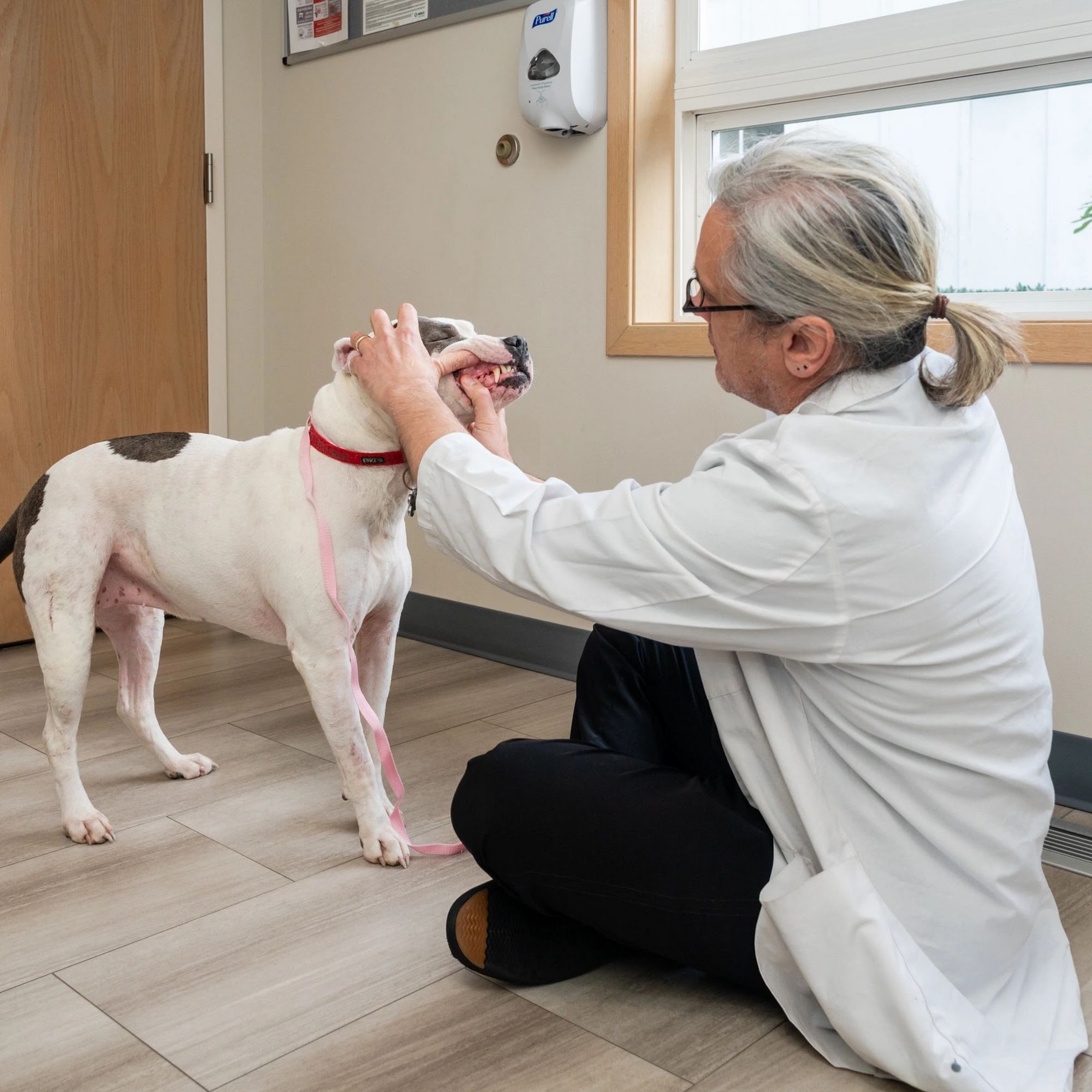 Cascade Veterinary Center, PS Marysville