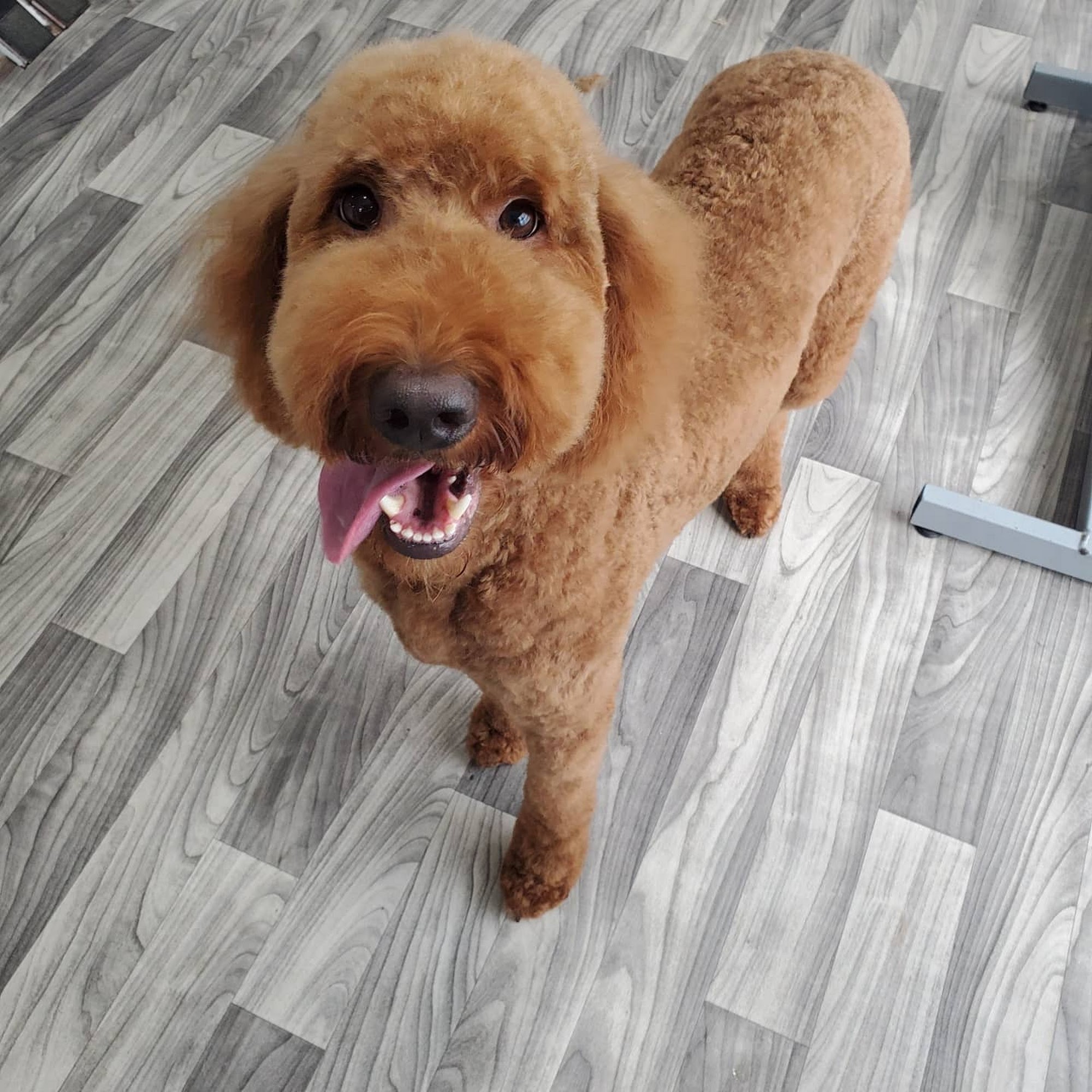 Bows & Biscuits Marysville