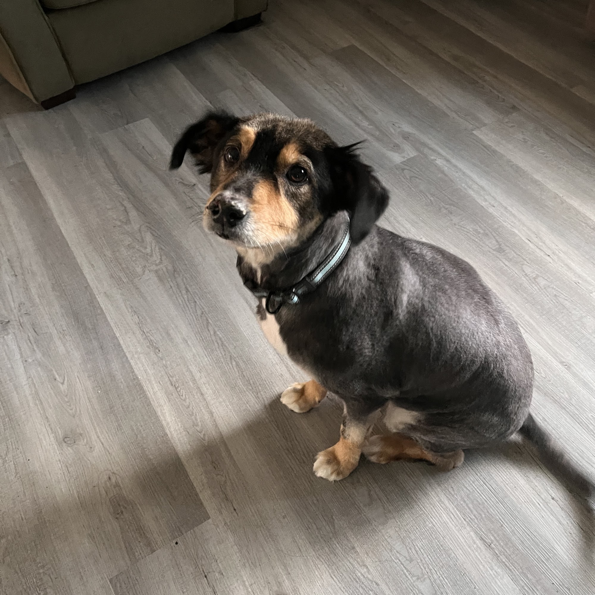 Mt. Spokane Veterinary Hospital Mead