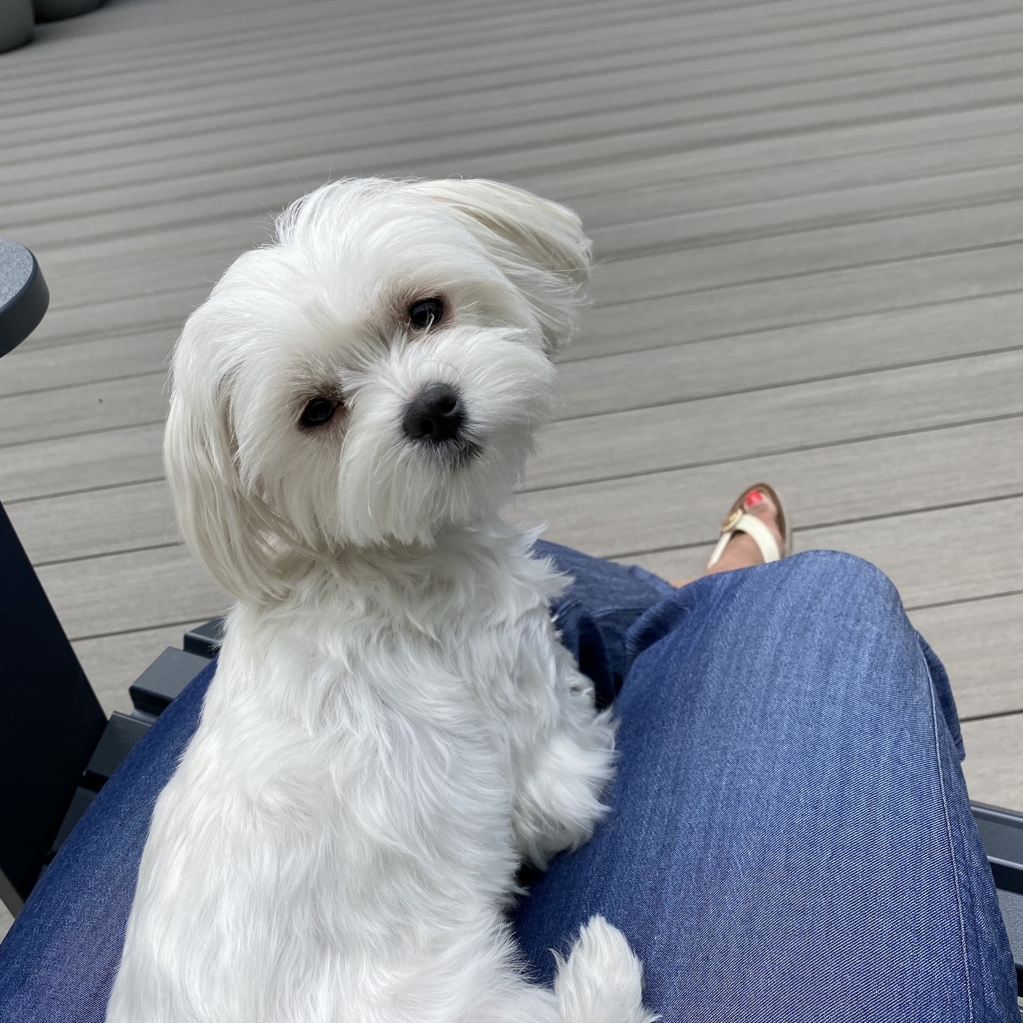 Mercy Vet Mercer Island