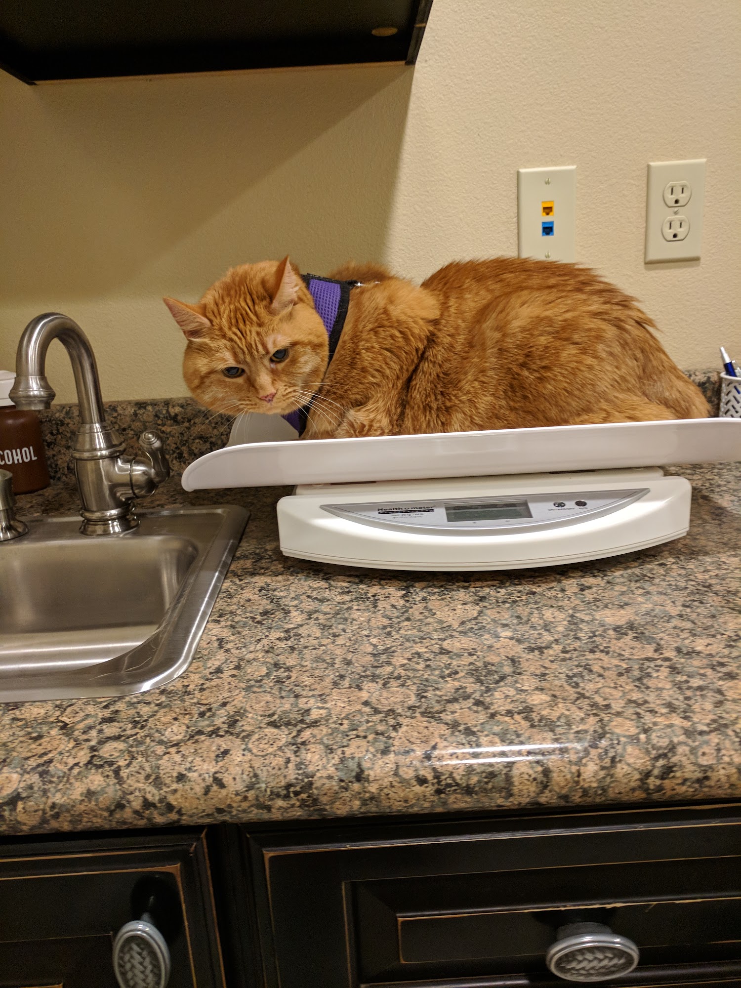 Petcare Hospital & Wellness Center, A Thrive Pet Healthcare Partner Mill Creek