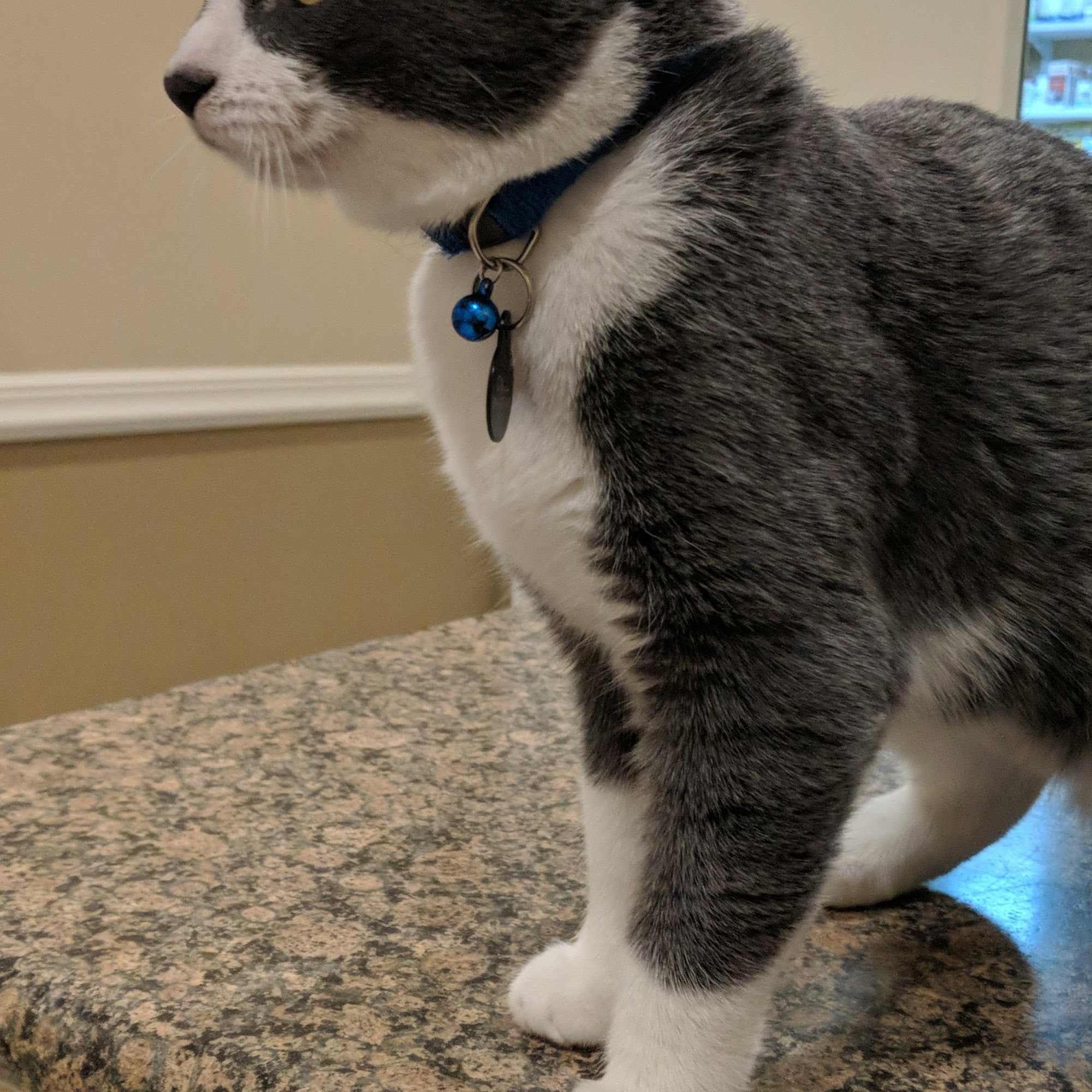 Petcare Hospital & Wellness Center, A Thrive Pet Healthcare Partner Mill Creek