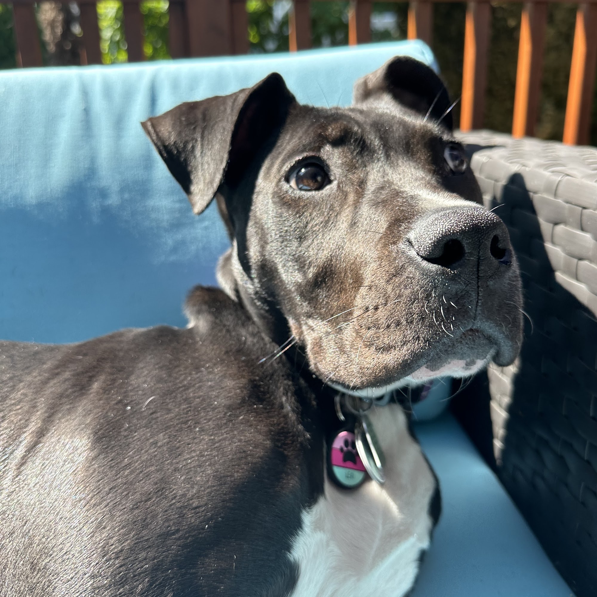 Mill Creek Veterinary Hospital Mill Creek