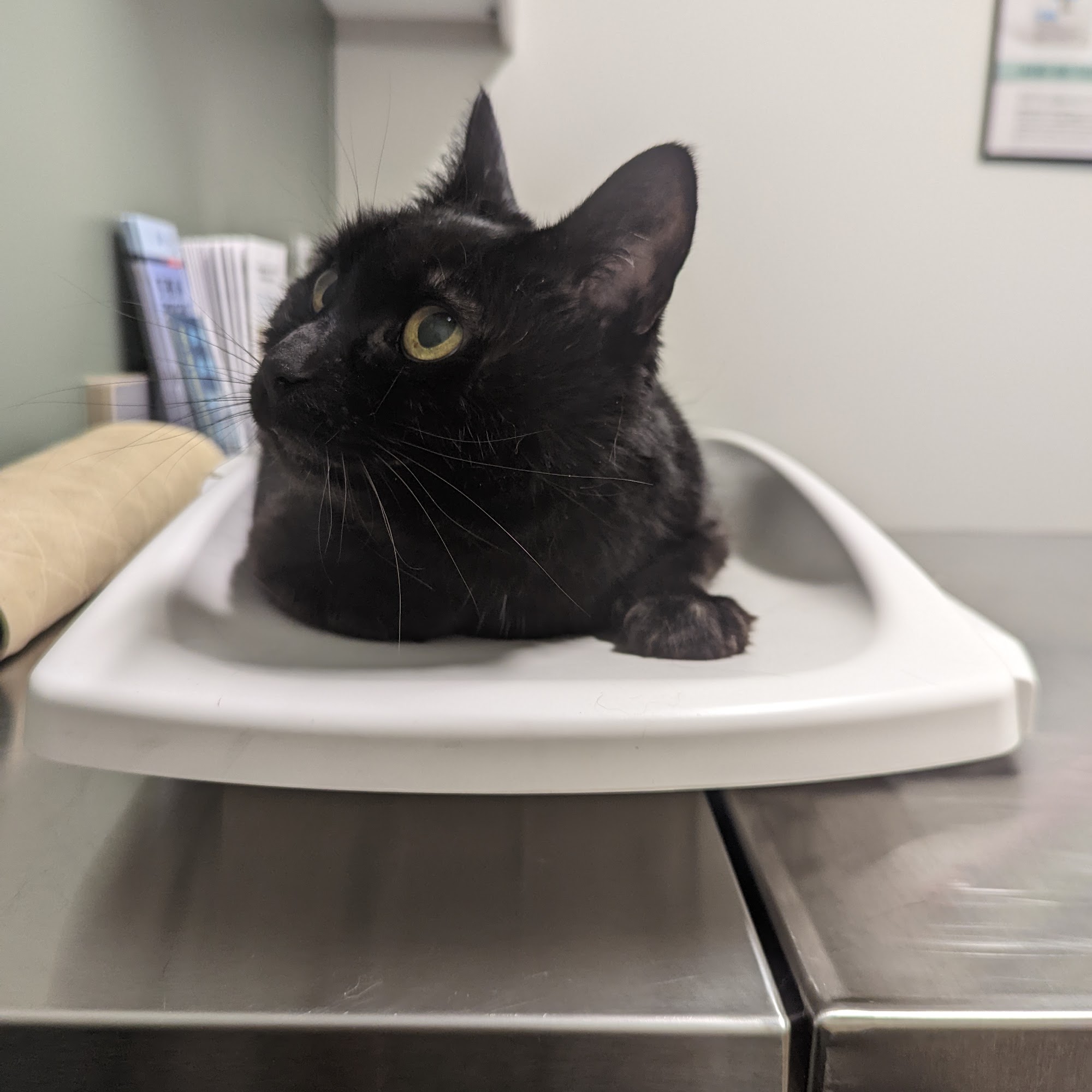 Edgewood Veterinary Clinic Milton