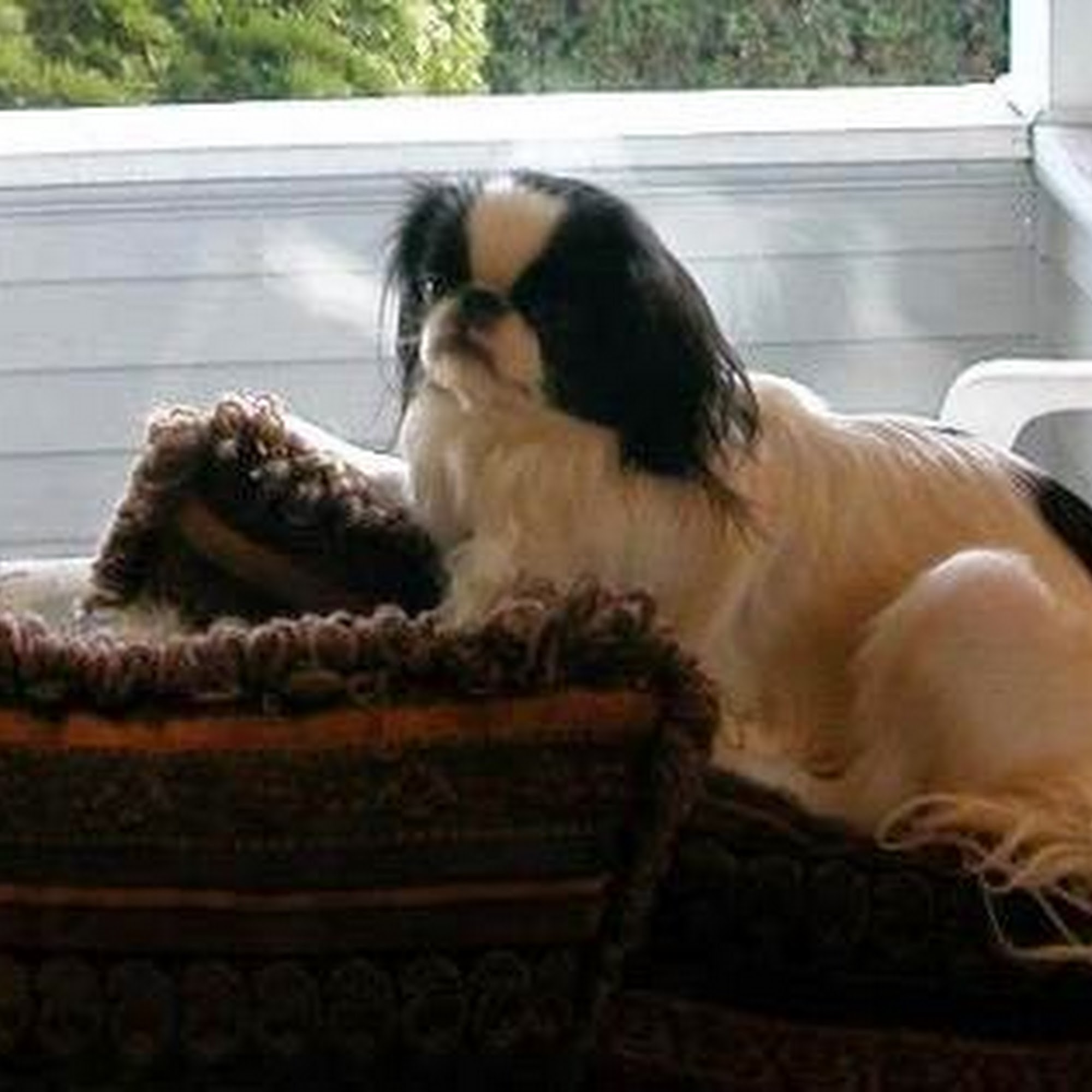 Harmony Animal Wellness Center Monroe