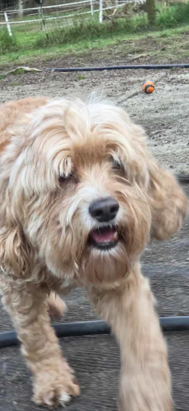 Mystic Mountain Pet Retreat Monroe