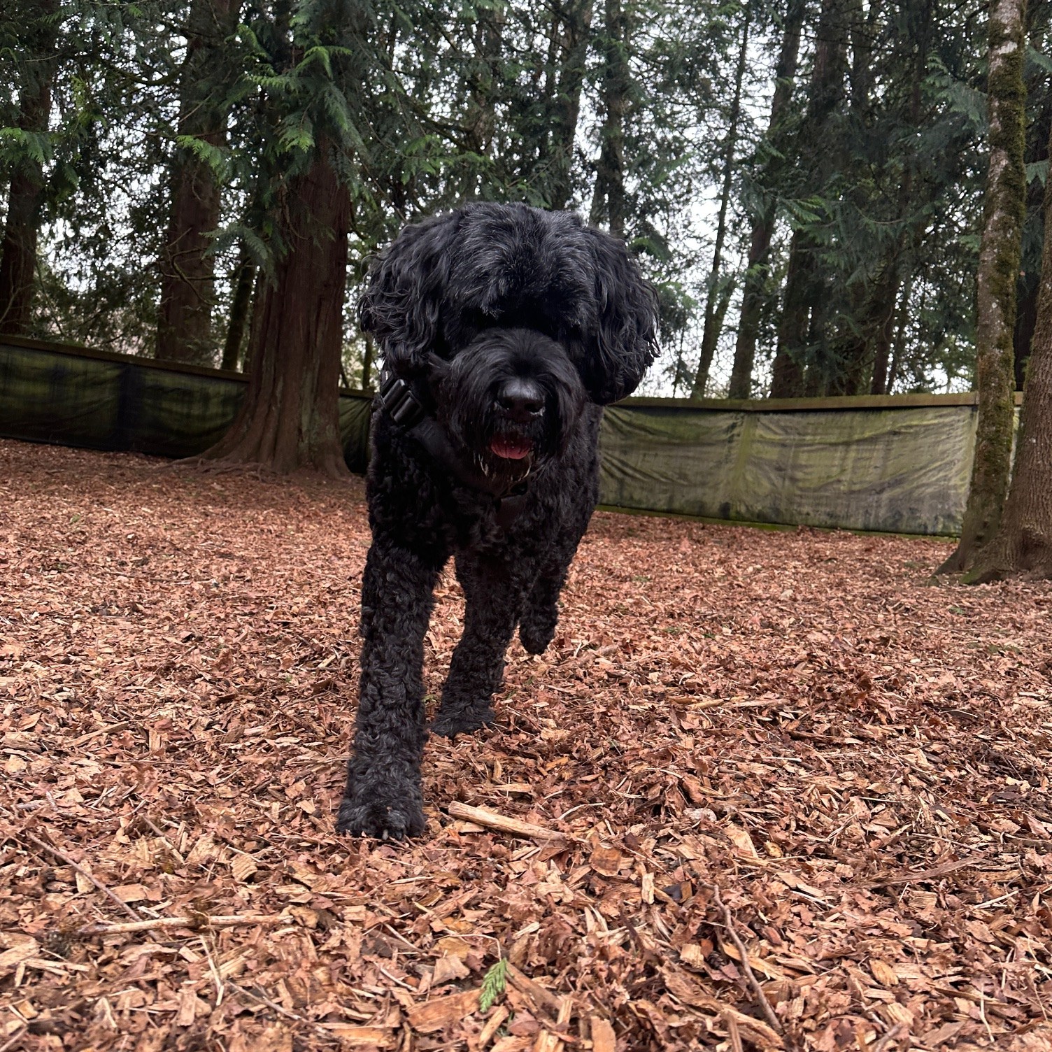 Dog Works Ranch LLC Monroe