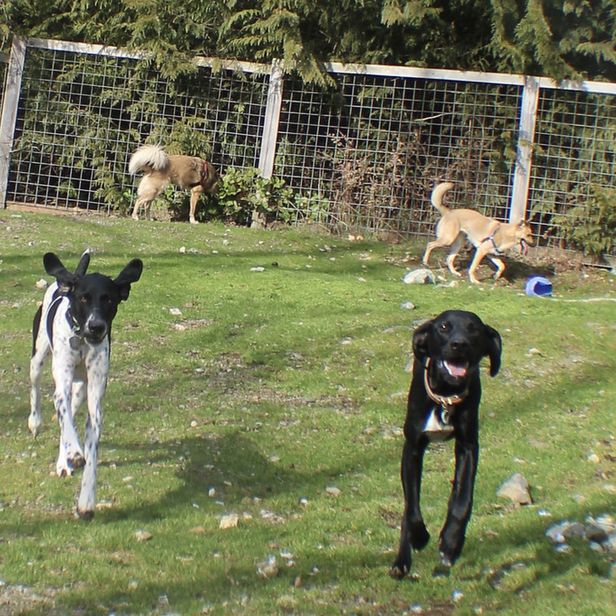 Woods Creek Kennels Monroe