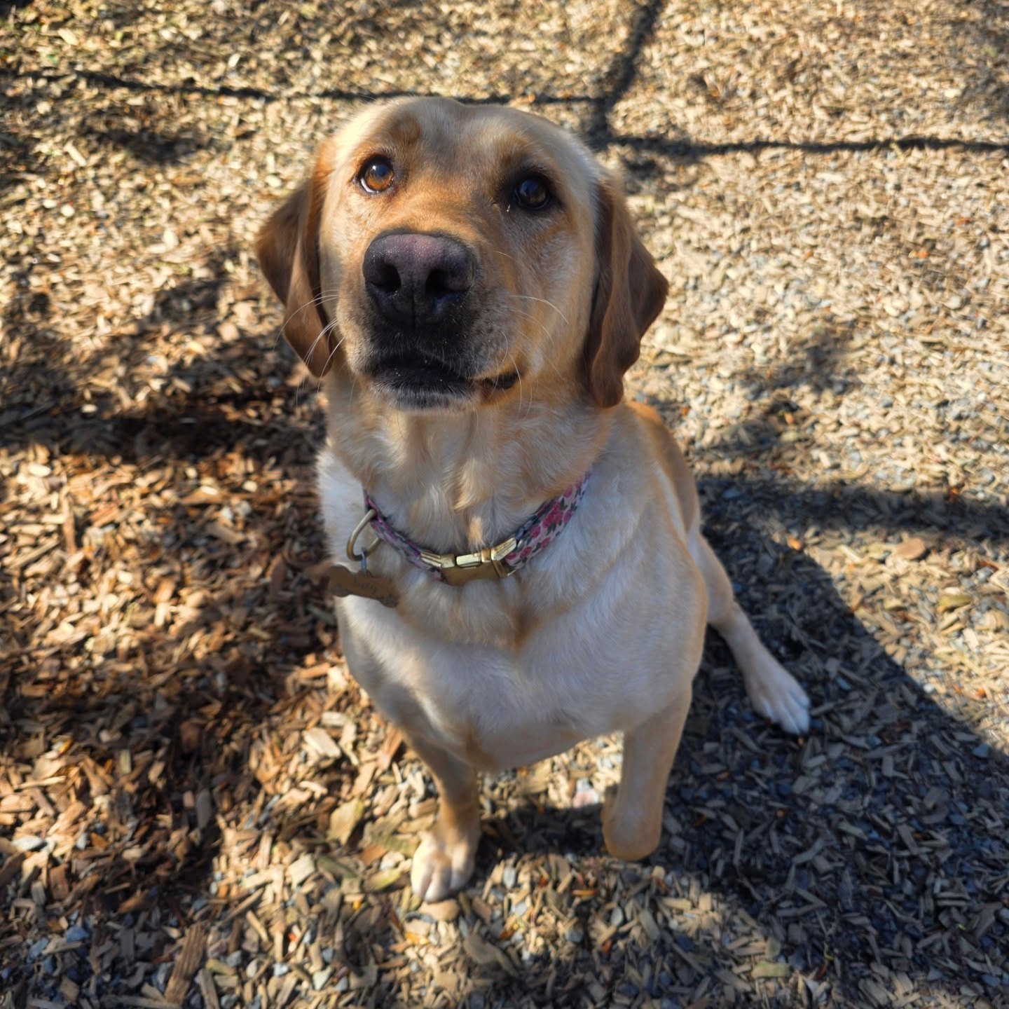 Woods Creek Kennels Monroe