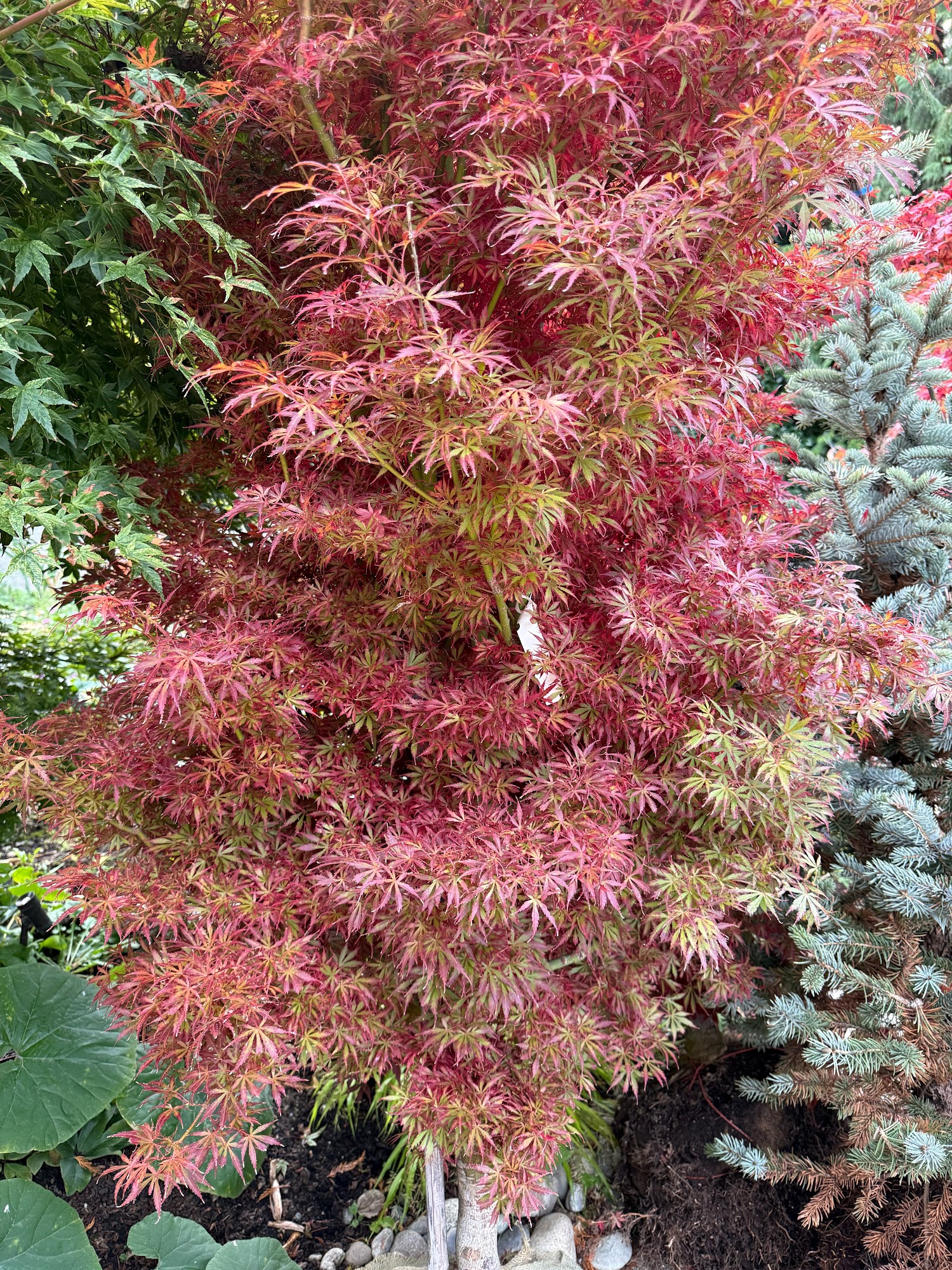 Maples And More Nursery Monroe