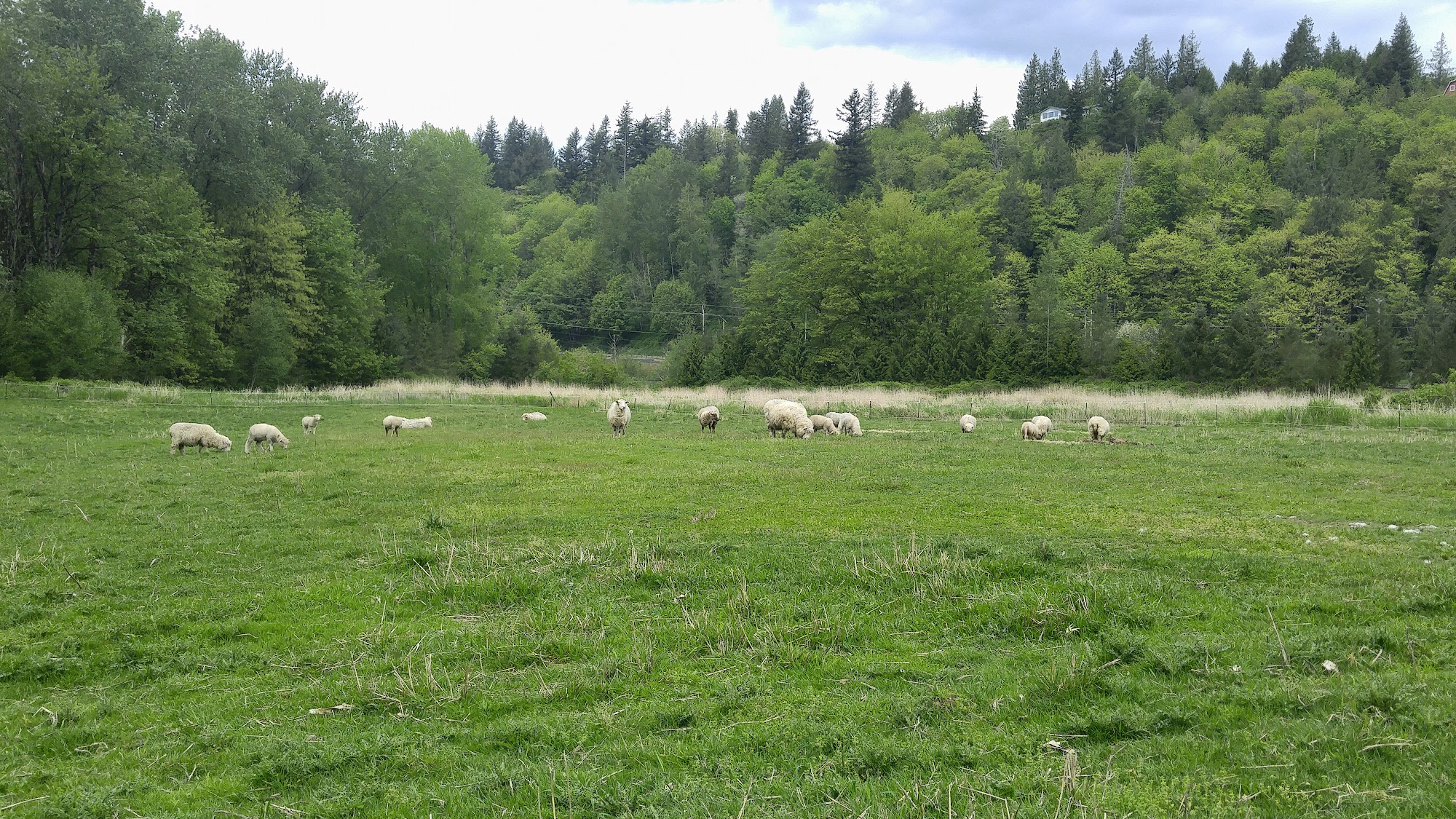 Scottish Thistle Farm Monroe