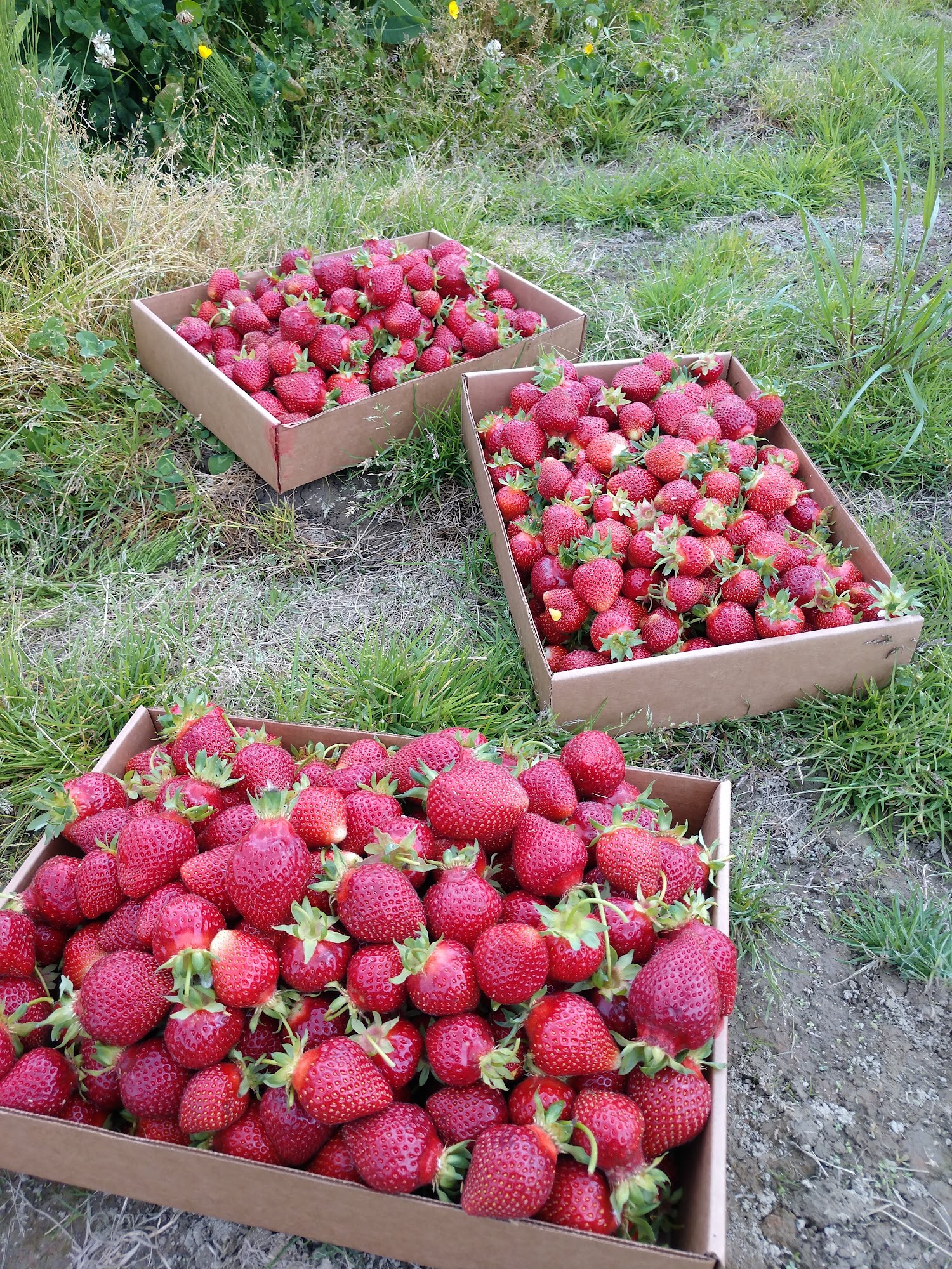 Bolles Organic Farm Monroe