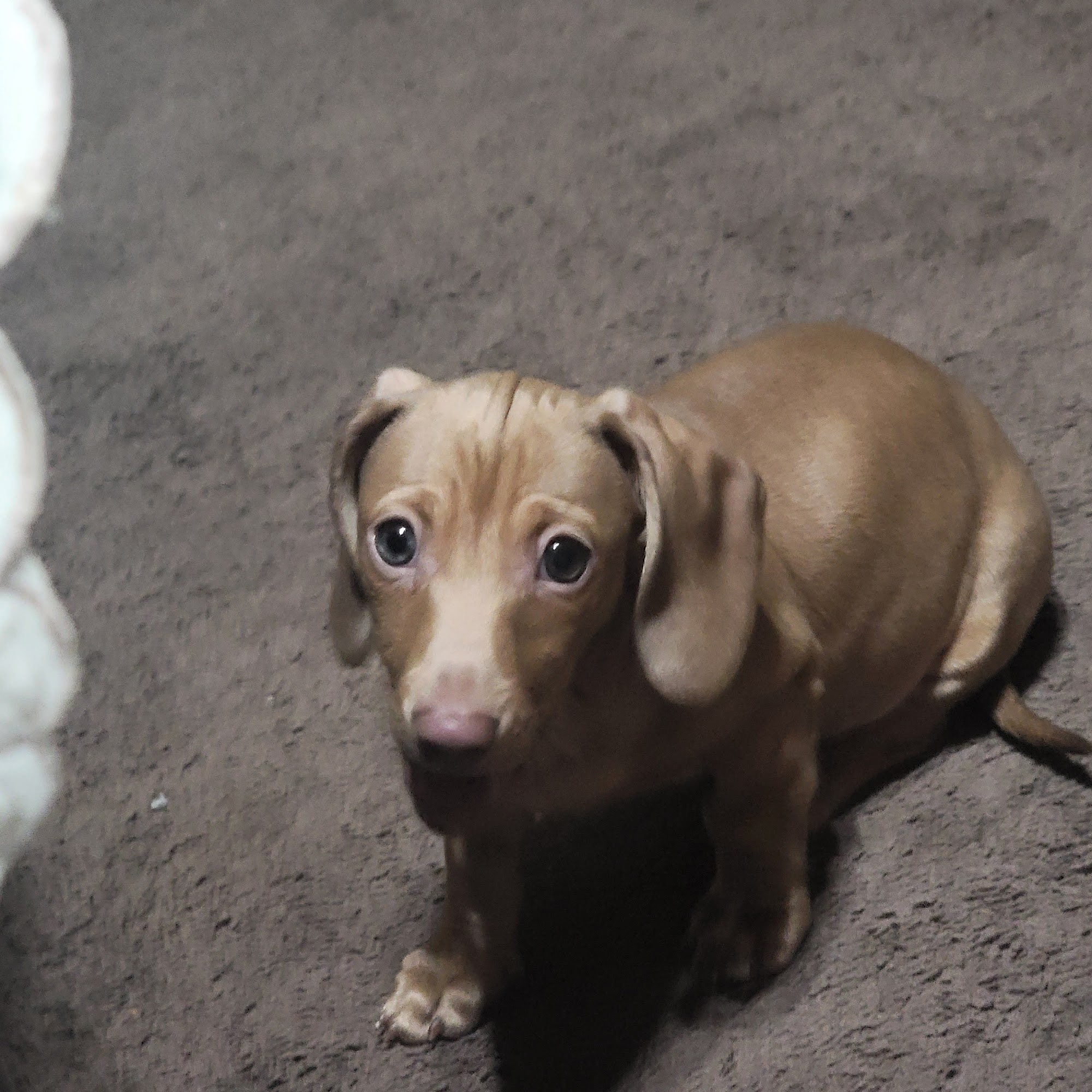 Pioneer Veterinary Clinic Moses Lake