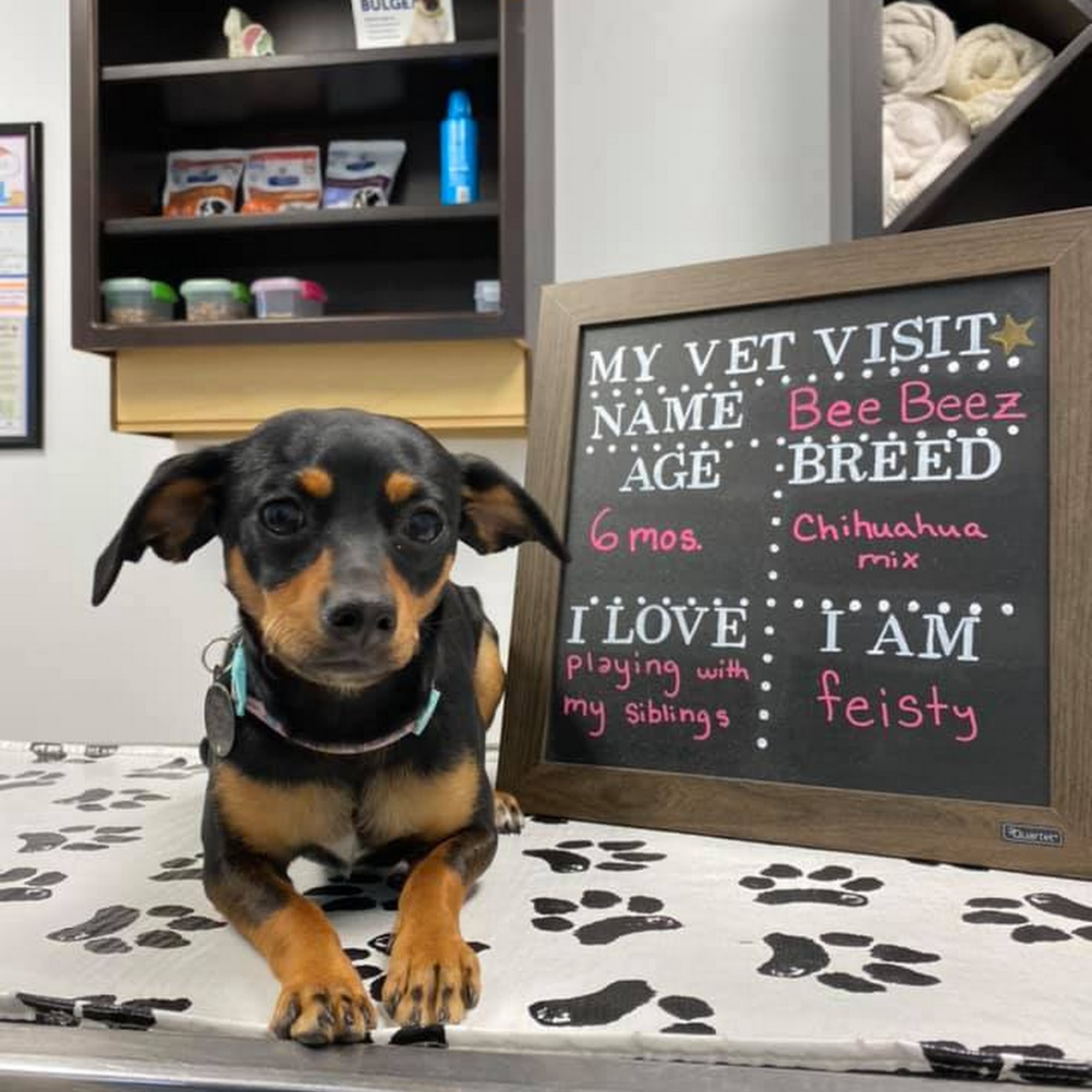 Morrison Mobile Veterinary Services Moses Lake