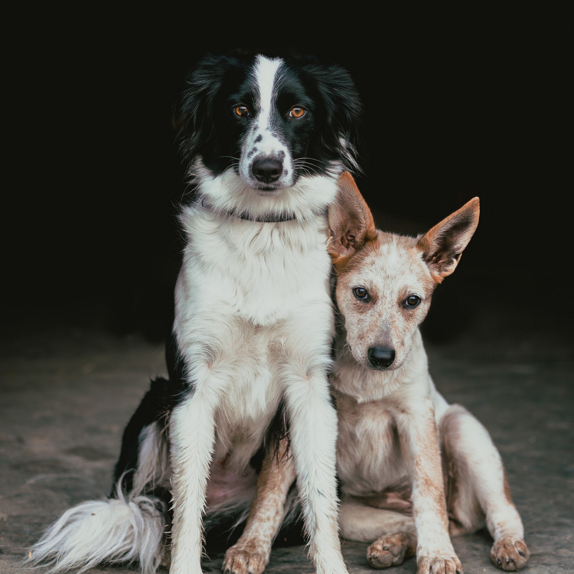 Animal World Veterinary Clinic Moses Lake